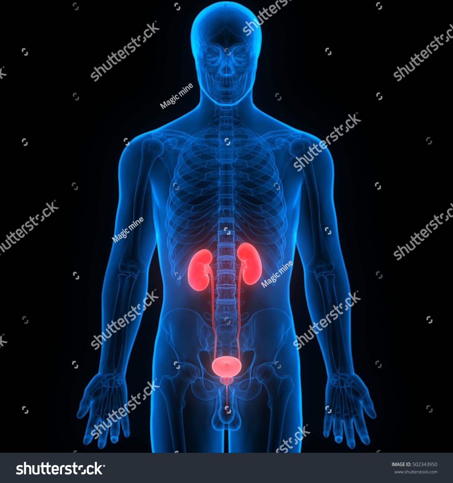 Human Body Organs Anatomy  Kidneys   3d Stock Photo