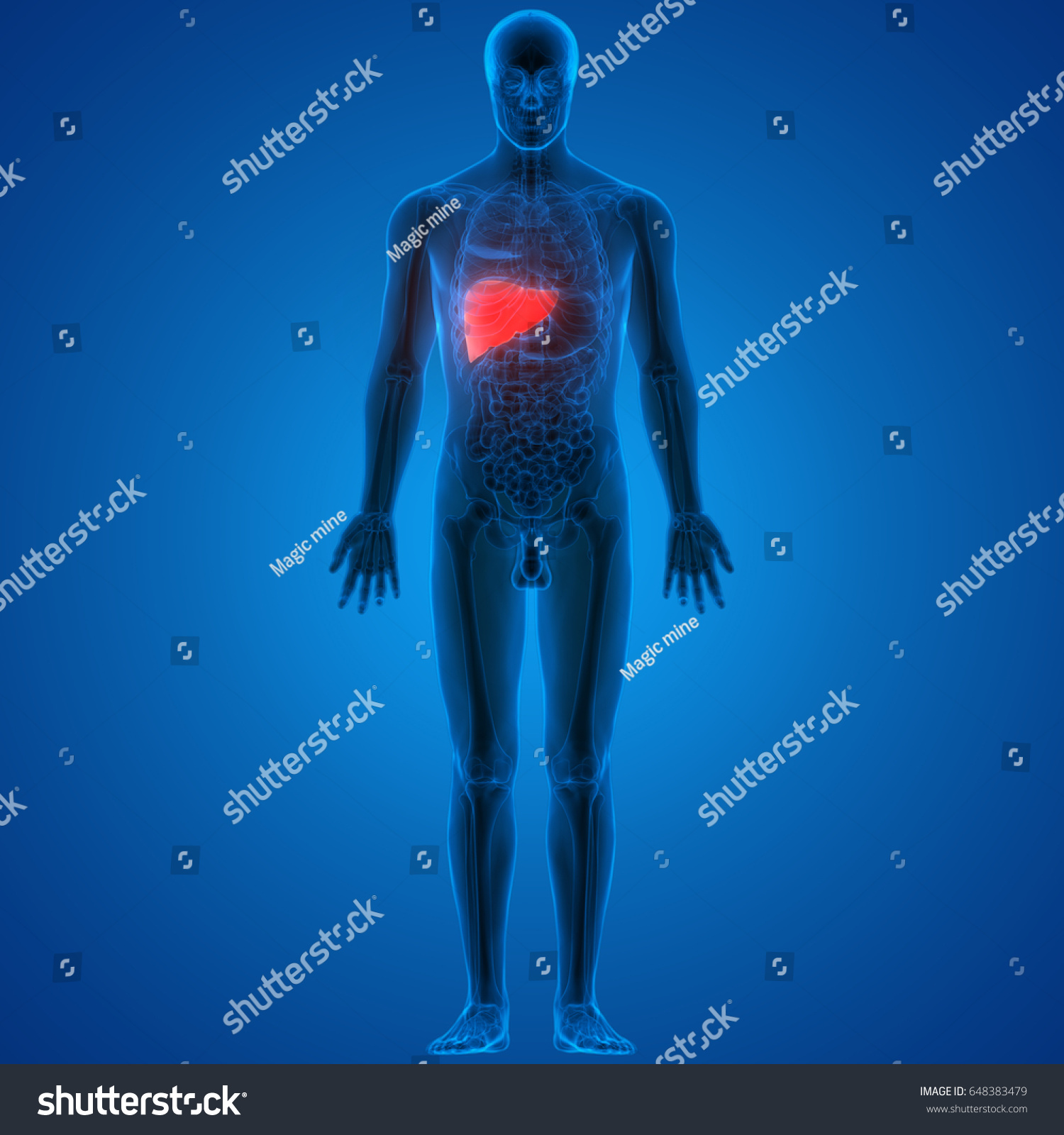 Human Body Organs Anatomy Liver 3d 스톡 일러스트 648383479 Shutterstock