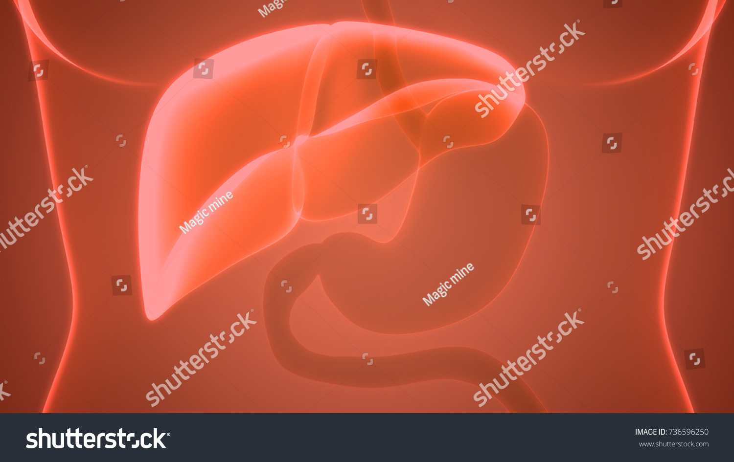 Human Body Organs Anatomy Liver 3d 스톡 일러스트 736596250 Shutterstock