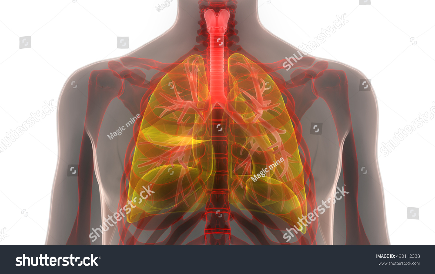 Human Body Organs Anatomy Lungs 3d 库存插图 490112338 Shutterstock