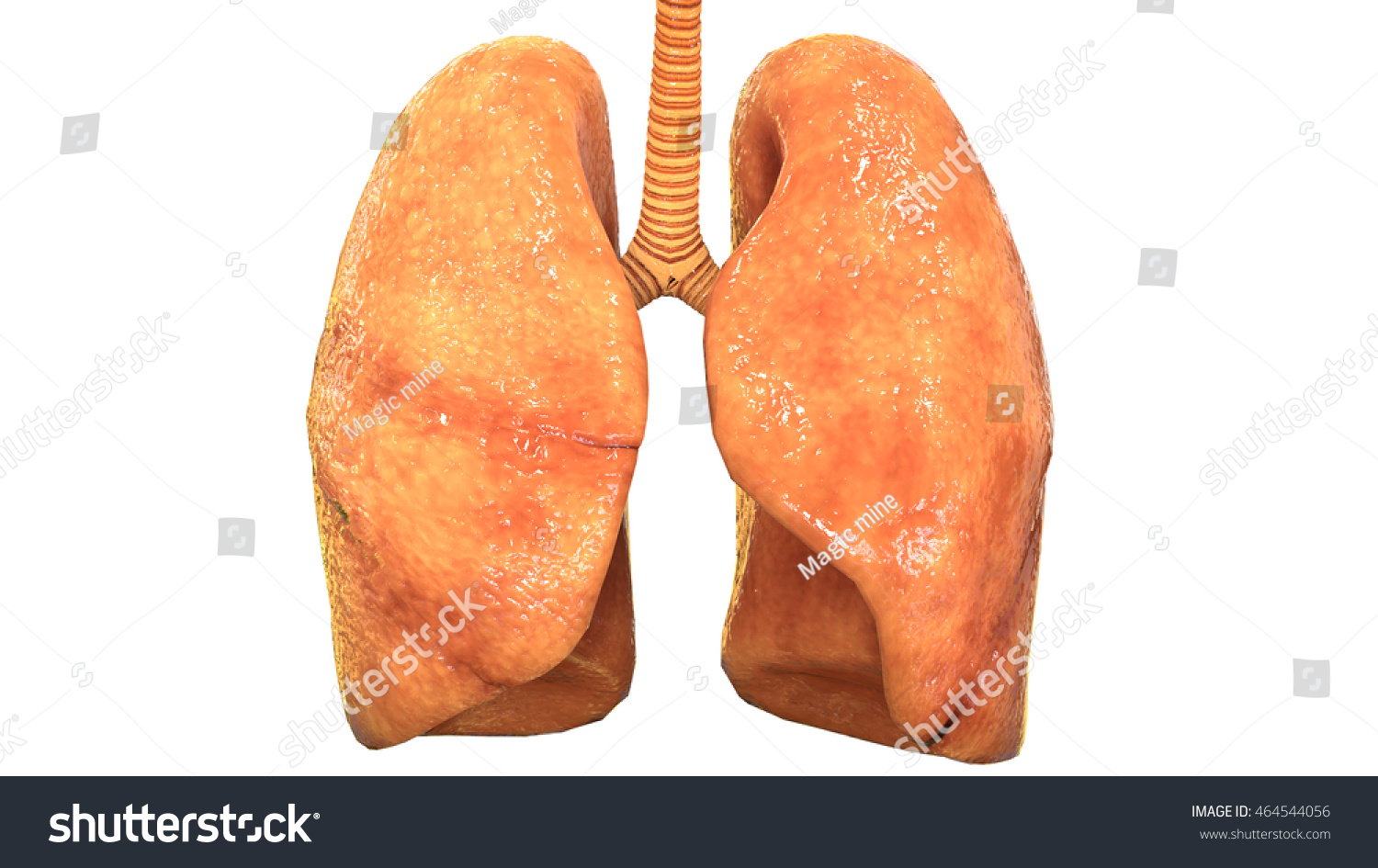 Human Body Organs Lungs Anatomy 3d ilustración de stock 464544056