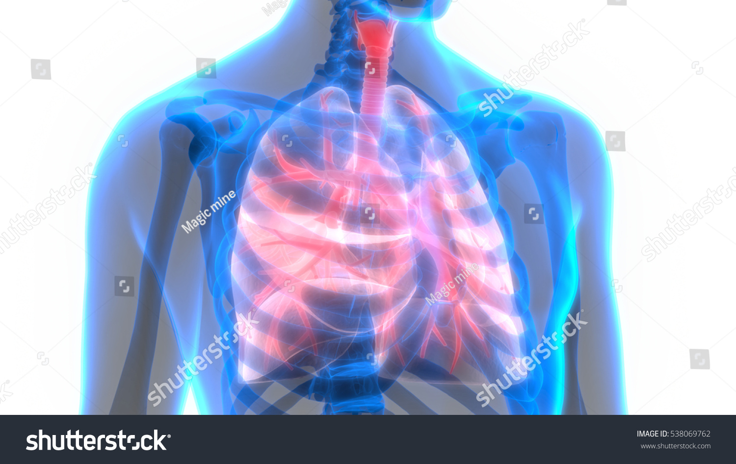 Human Body Organs Lungs Anatomy D Shutterstock