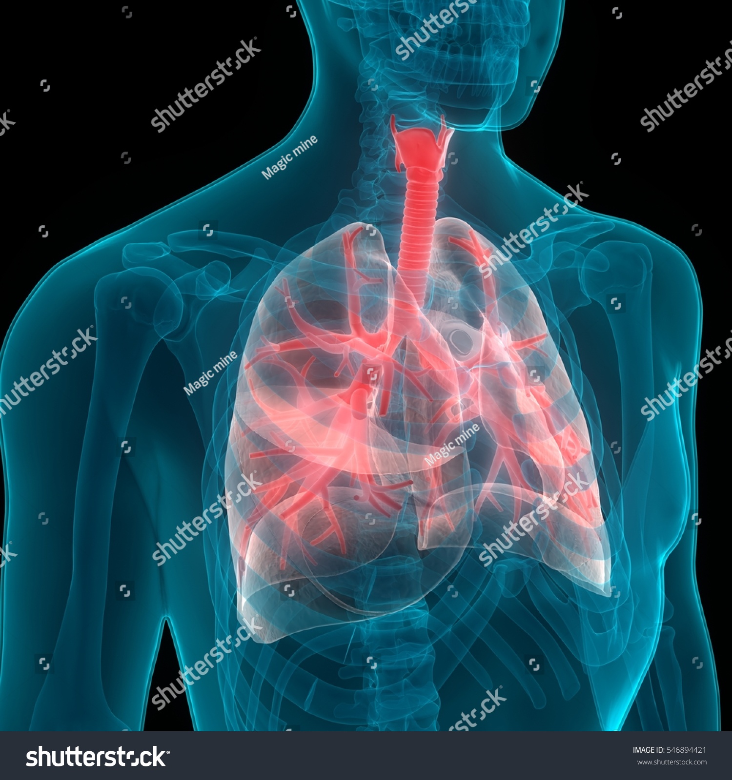 Human Body Organs Lungs Anatomy 3d Stock Photo 546894421 Shutterstock