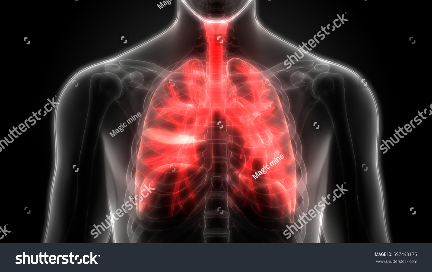 Human Body Organs Lungs Anatomy D Ilustra Es Stock