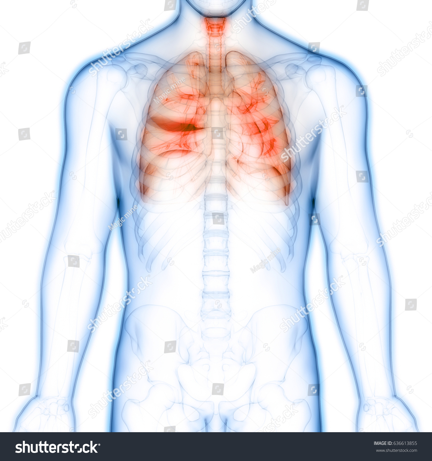 Human Body Organs Lungs Anatomy 3d 库存插图 636613855 Shutterstock