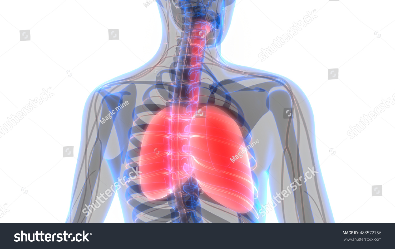 Human Body Organs Lungs Nervous System ilustración de stock 488572756