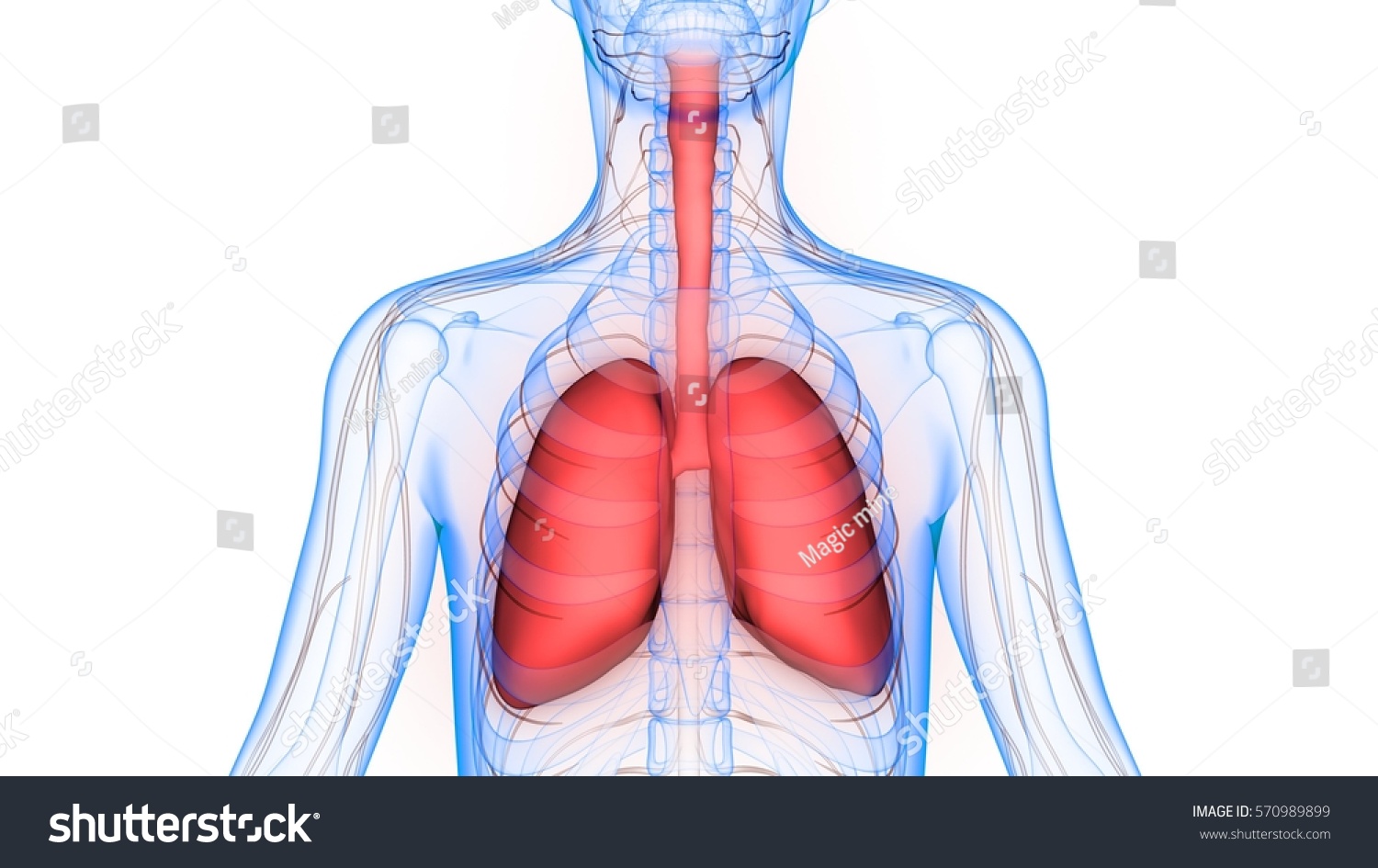 Human Body Organs Lungs Nervous System Shutterstock