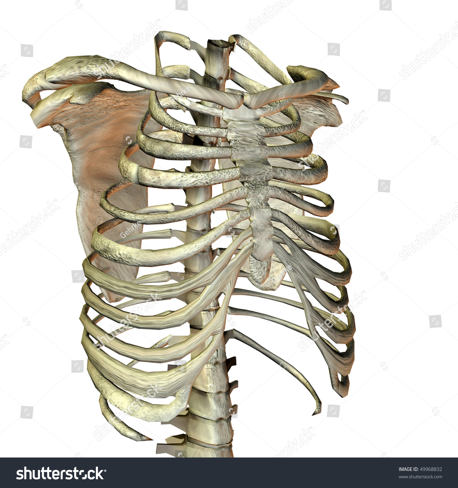 Human Bone Structure Stock Photo 49968832 : Shutterstock