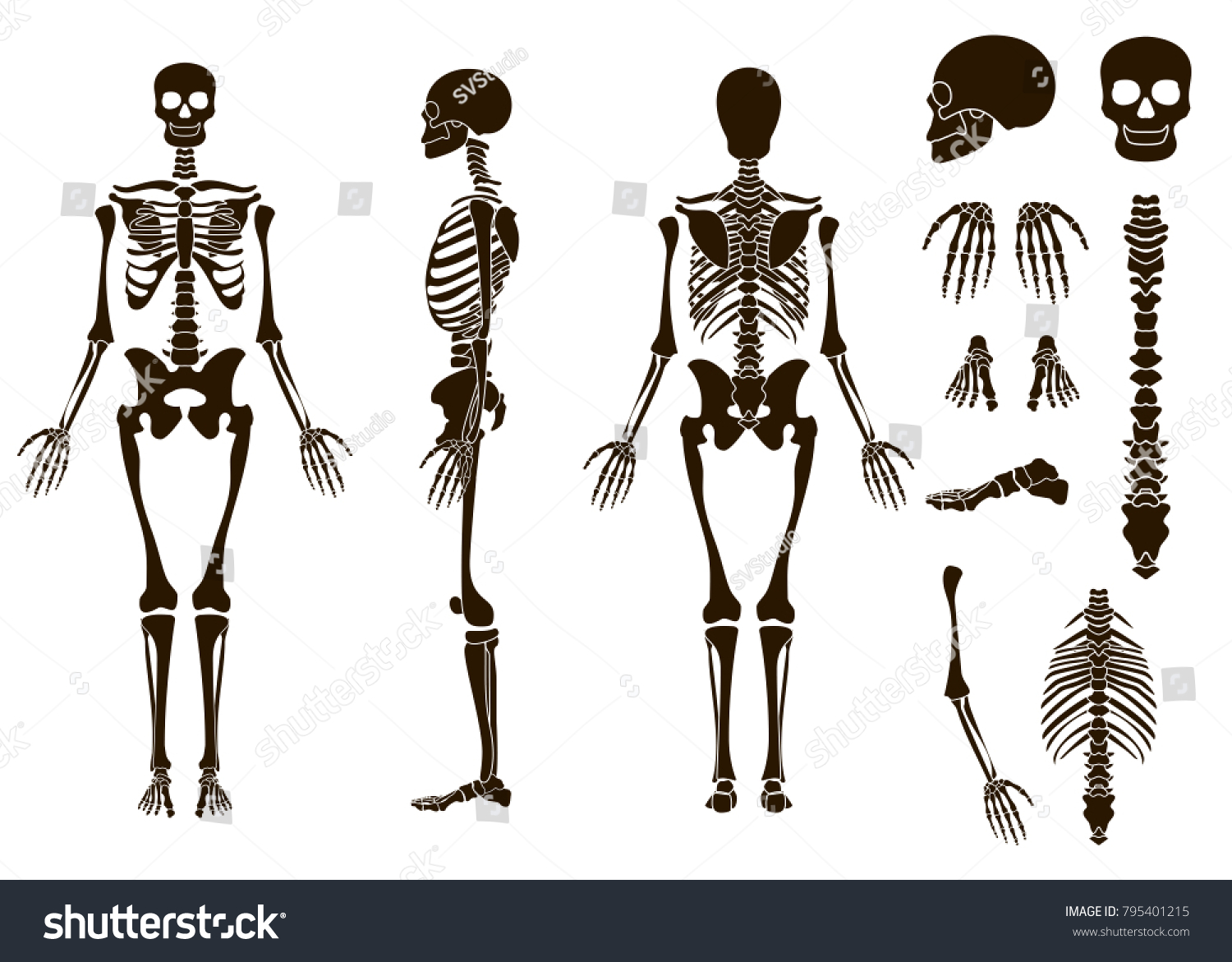 Human Bones Skeleton Structure Elements Set Stock Illustration