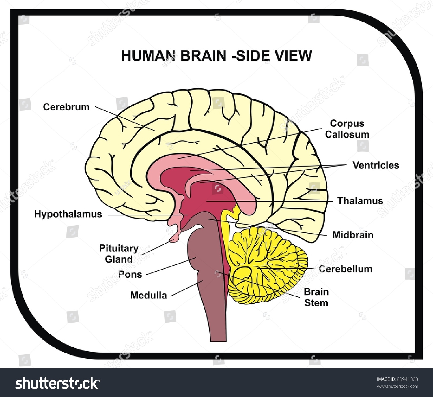 Human Brain Diagram Side View With Parts Cerebrum Hypothalamus