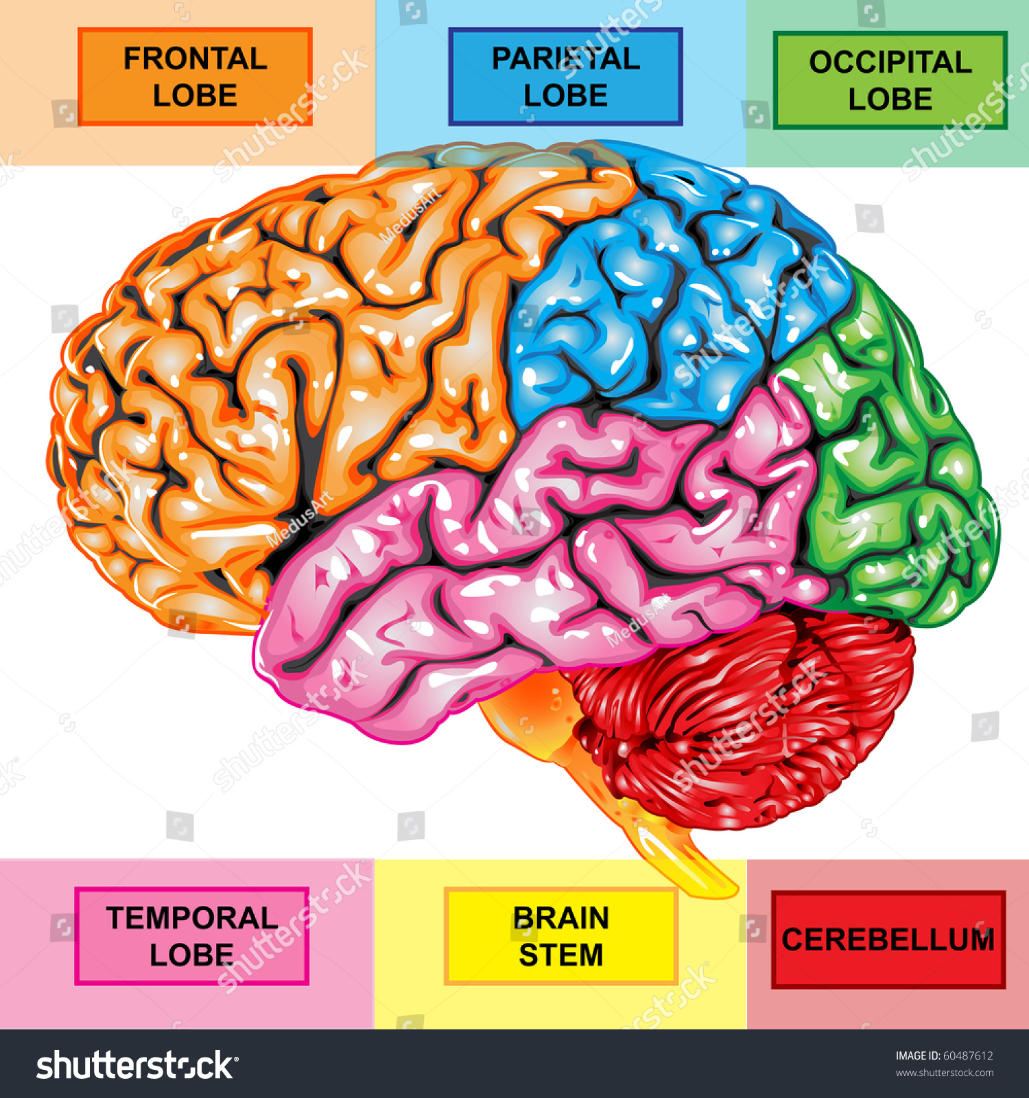 Human Brain Lateral View Stock Photo 60487612 : Shutterstock