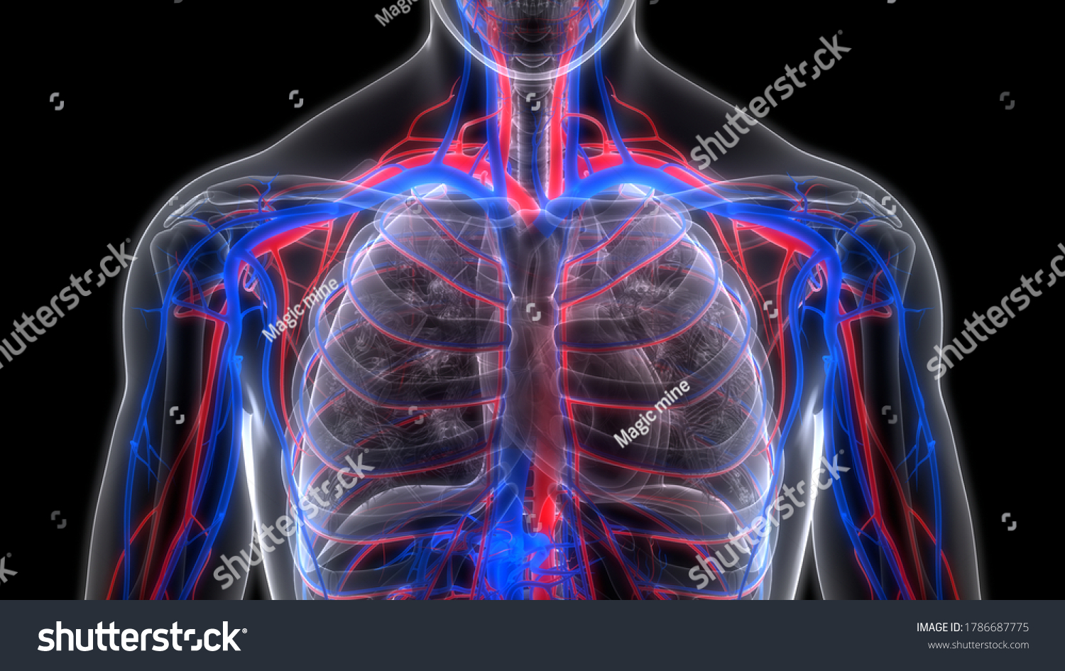 Human Circulatory System Arteries Veins Anatomy Stock Illustration