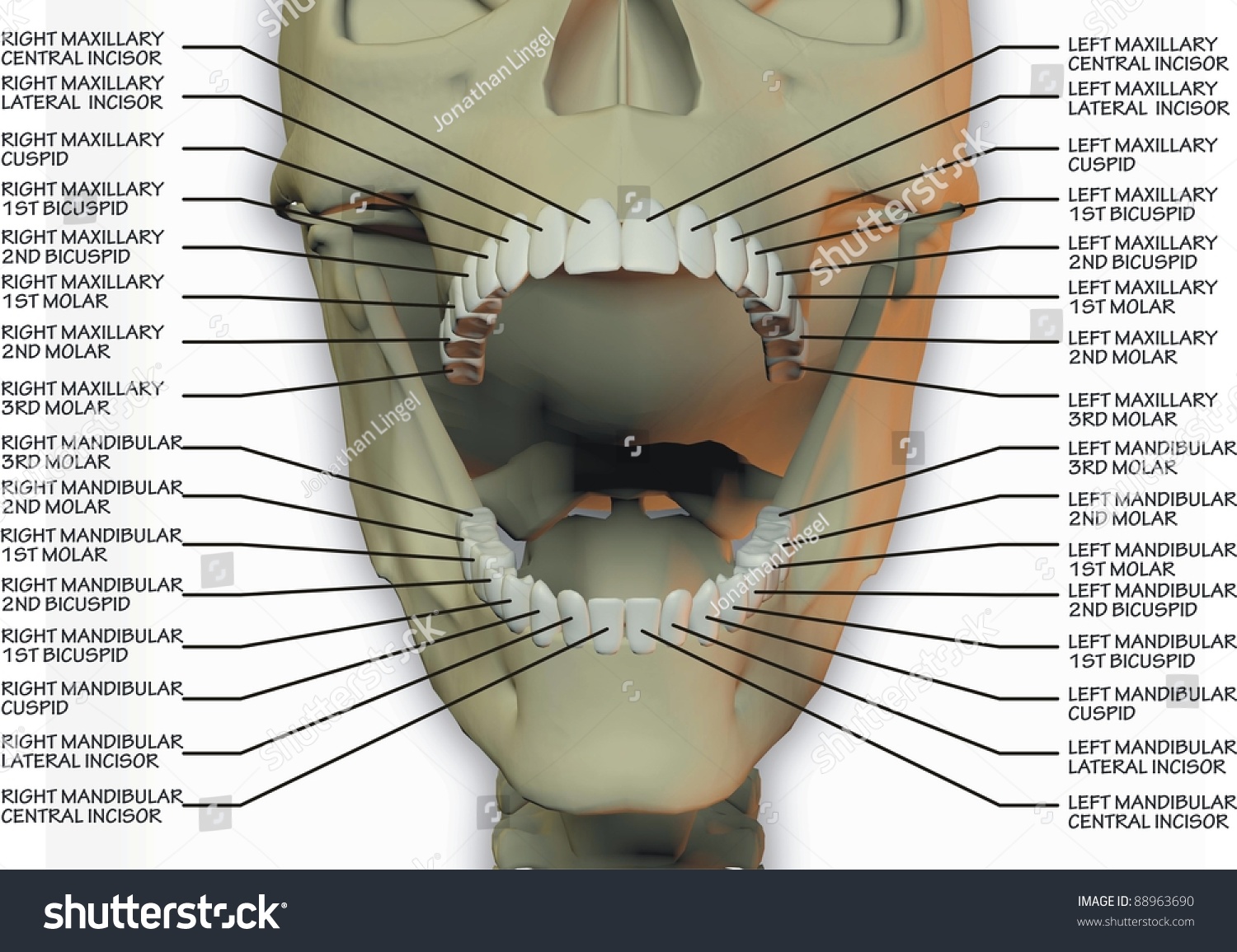 Human Dental Schematic. Stock Photo 88963690 : Shutterstock