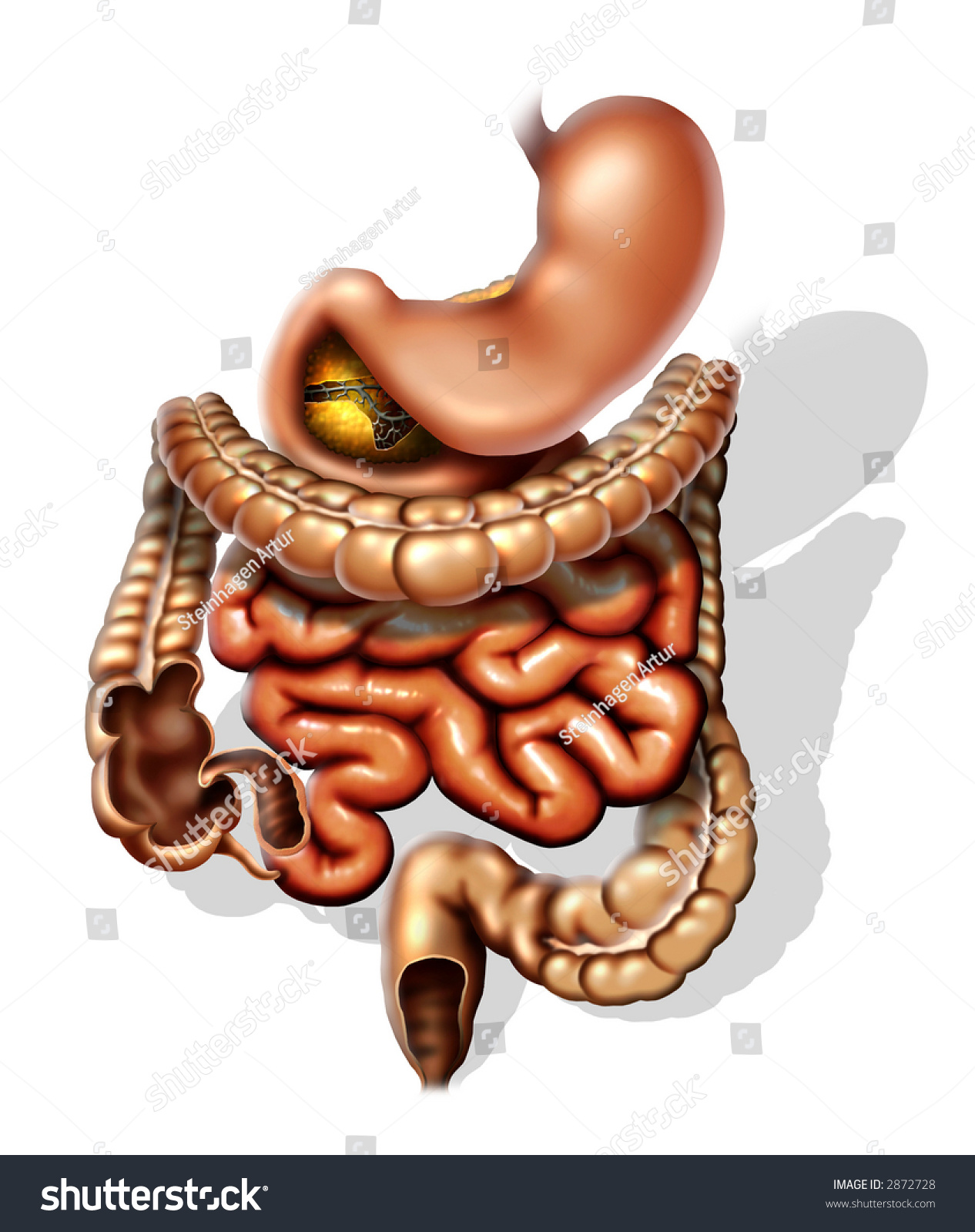 Human Digestive System Stock Photo 2872728 : Shutterstock