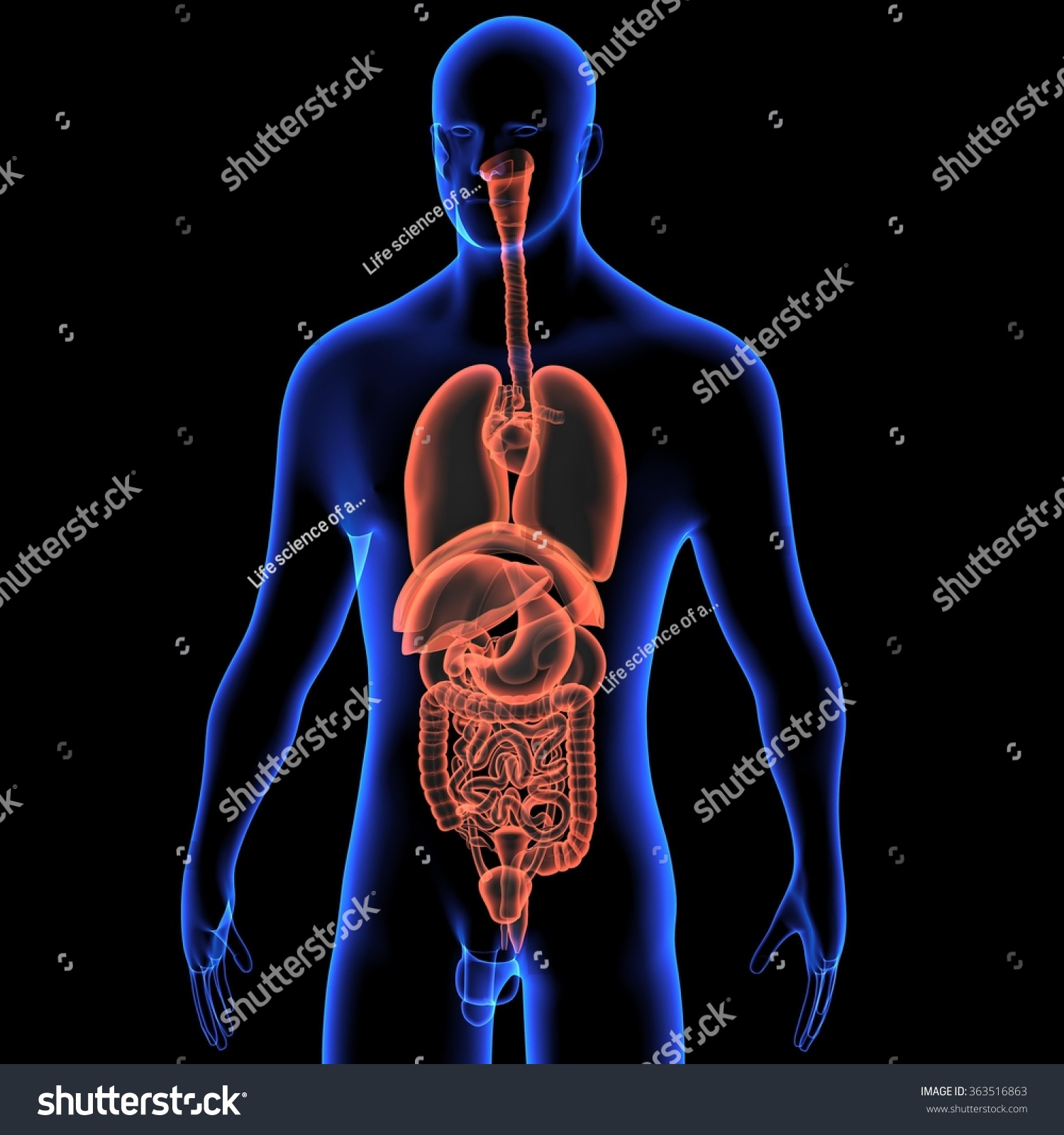 Human Digestive System Stock Photo Shutterstock