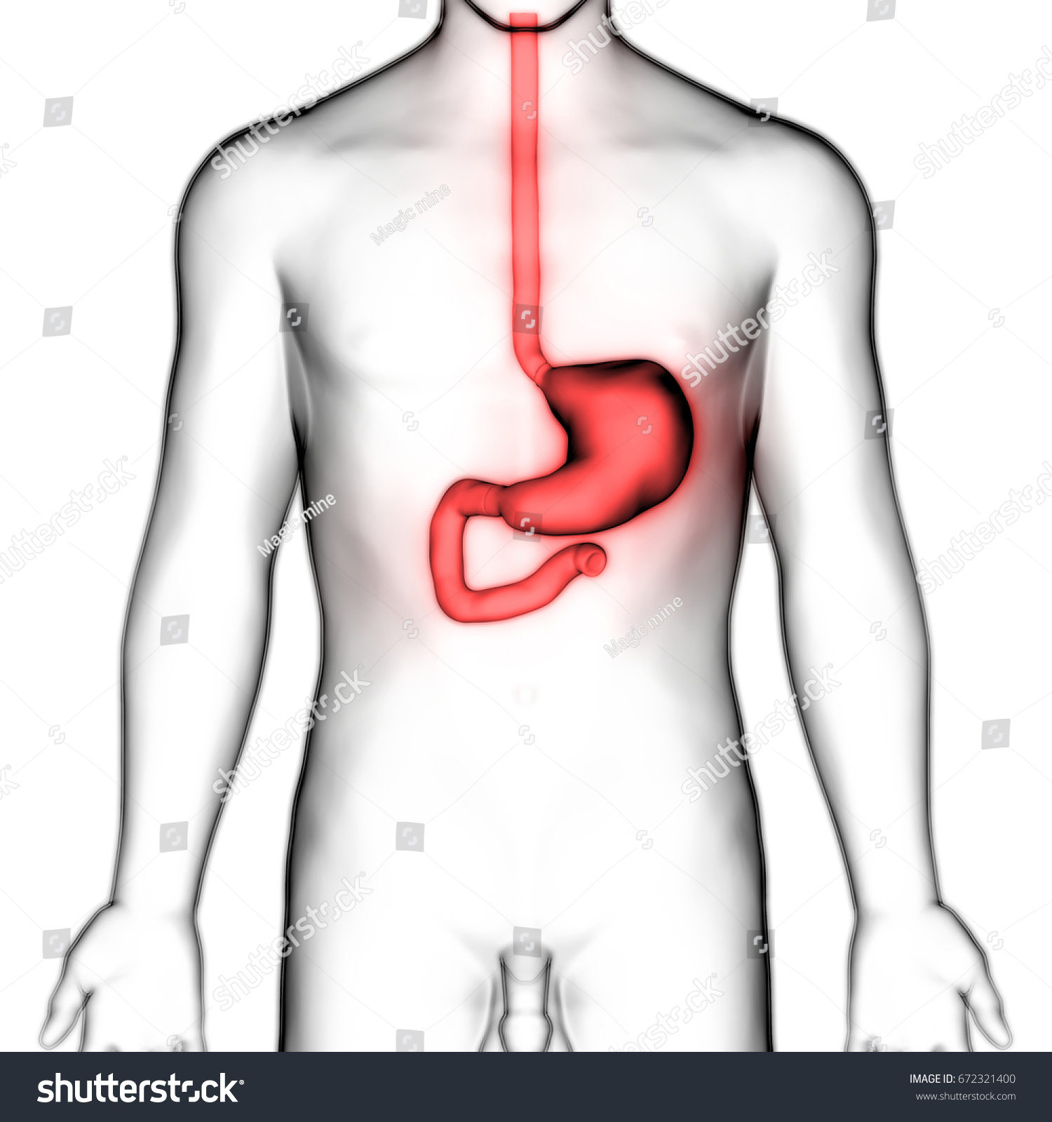 Ilustrasi Stok Human Digestive System Anatomy Stomach D