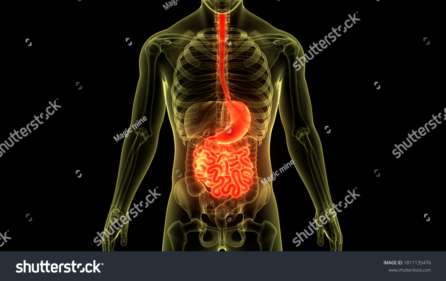 Ilustrasi Stok Human Digestive System Stomach Small Intestine