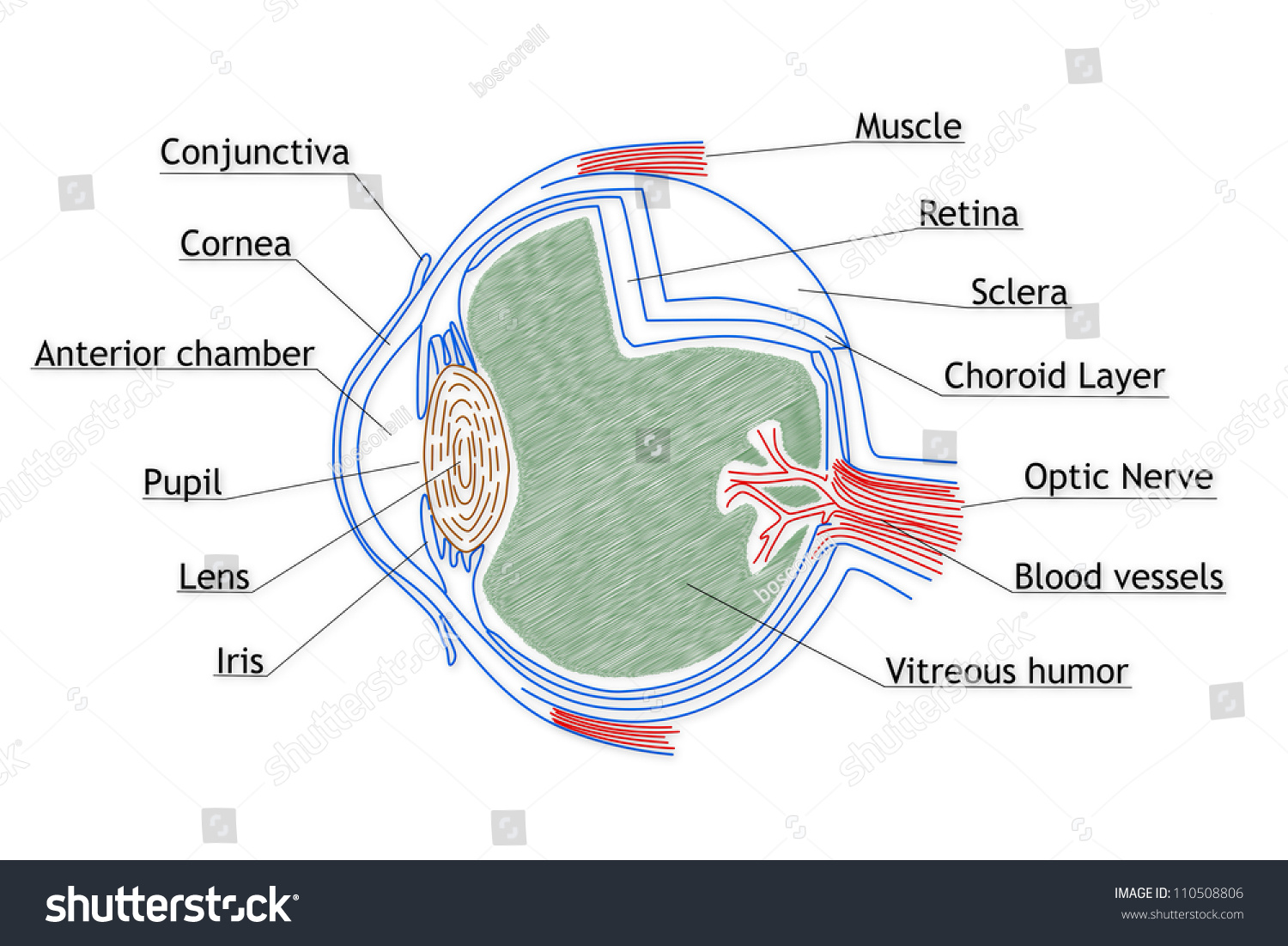 Human Eye Structure Stock Photo 110508806 : Shutterstock