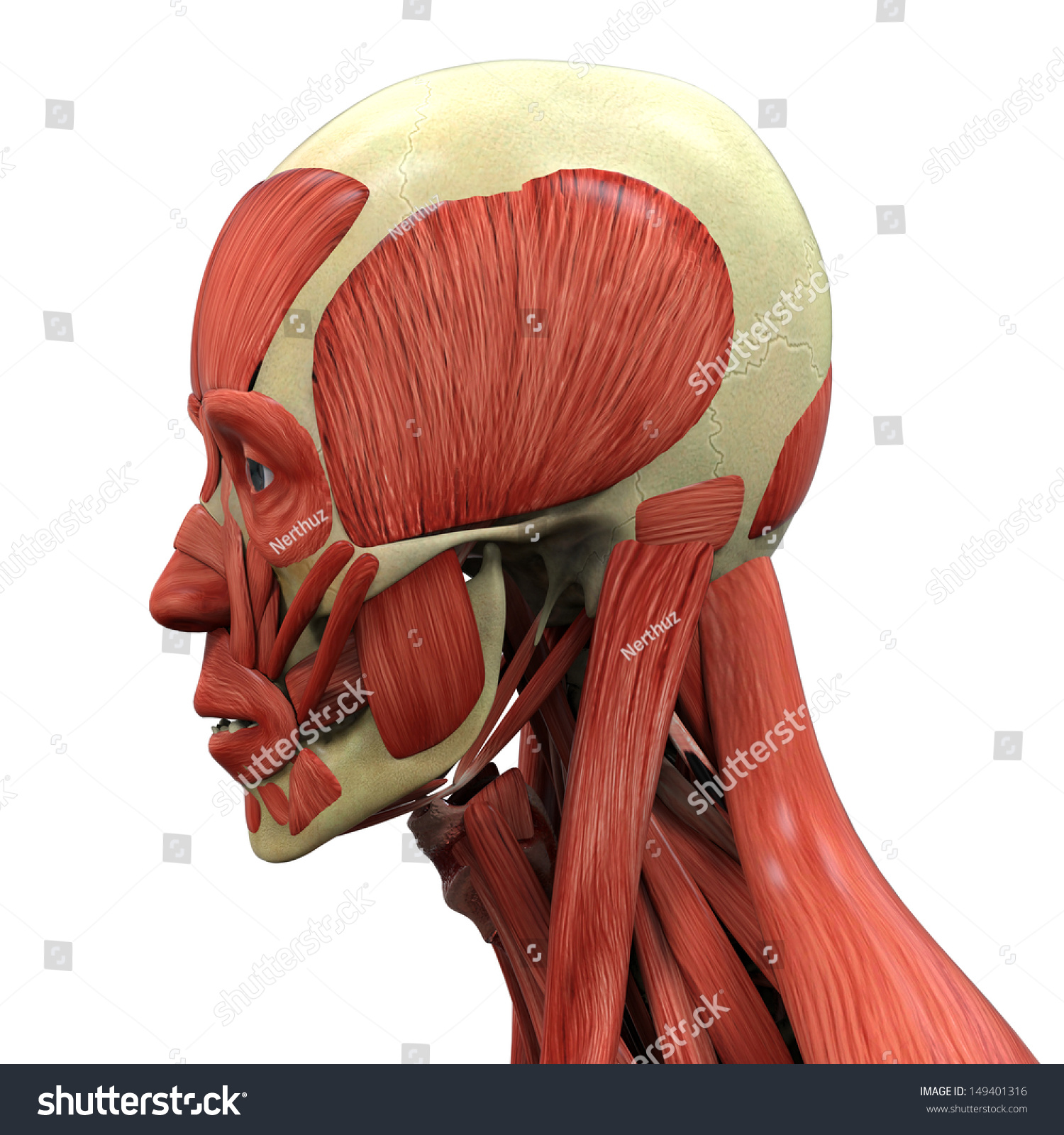 Human Face Anatomy Stock Photo 149401316 : Shutterstock