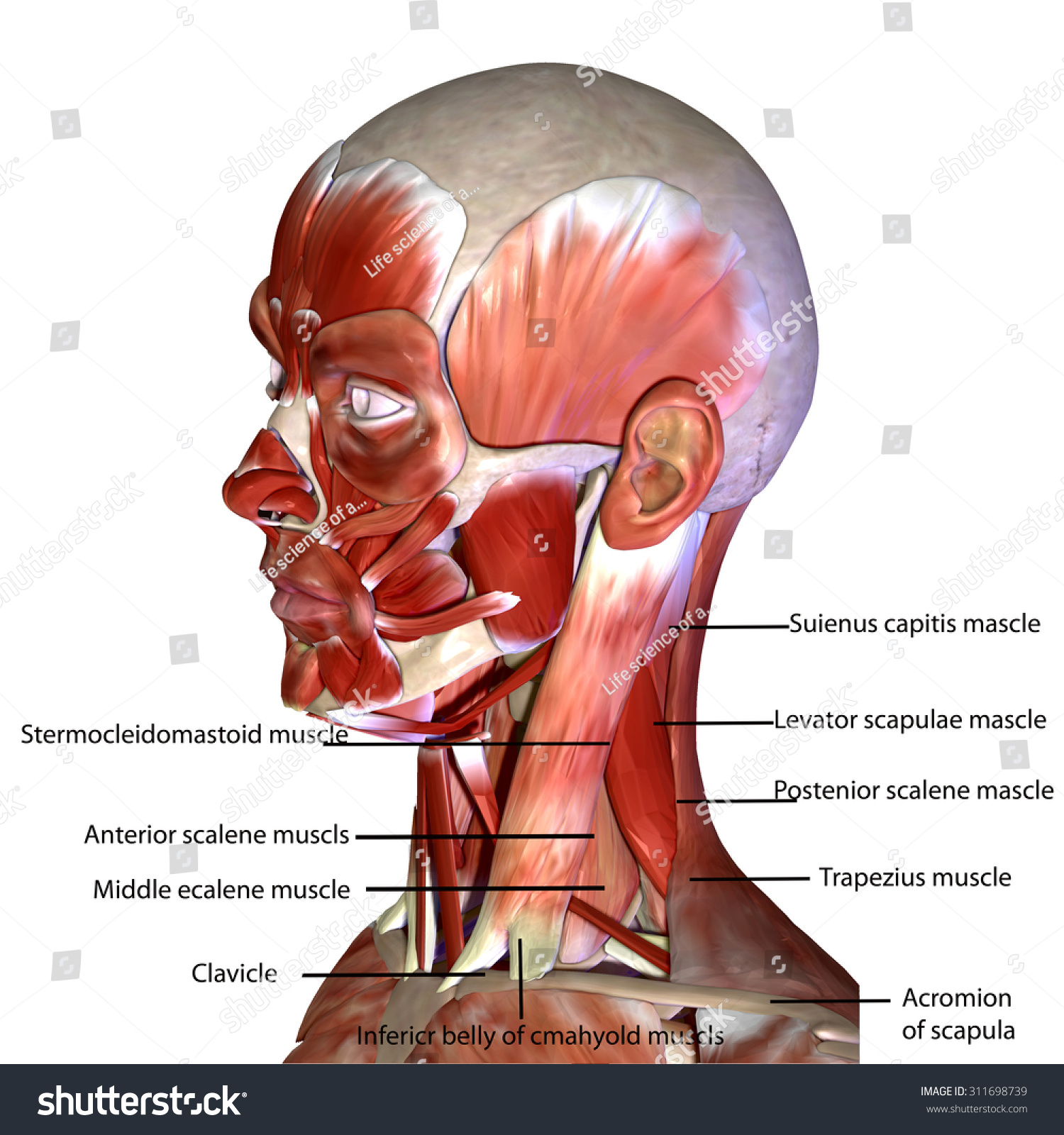 Names Of Human Muscles With Illustration / Muscle extending from the