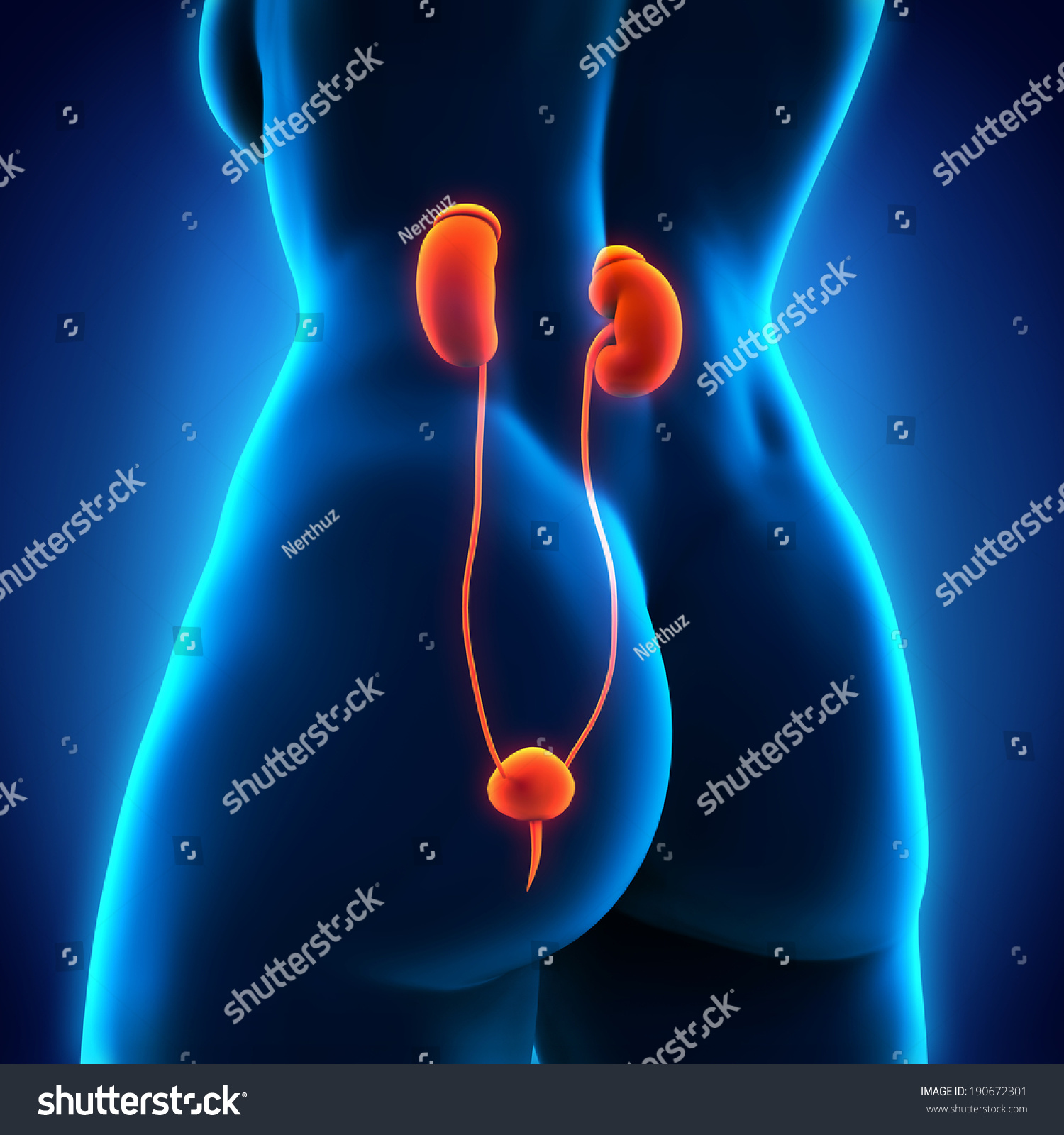 Human Female Kidney Anatomy Stock Photo 190672301 : Shutterstock