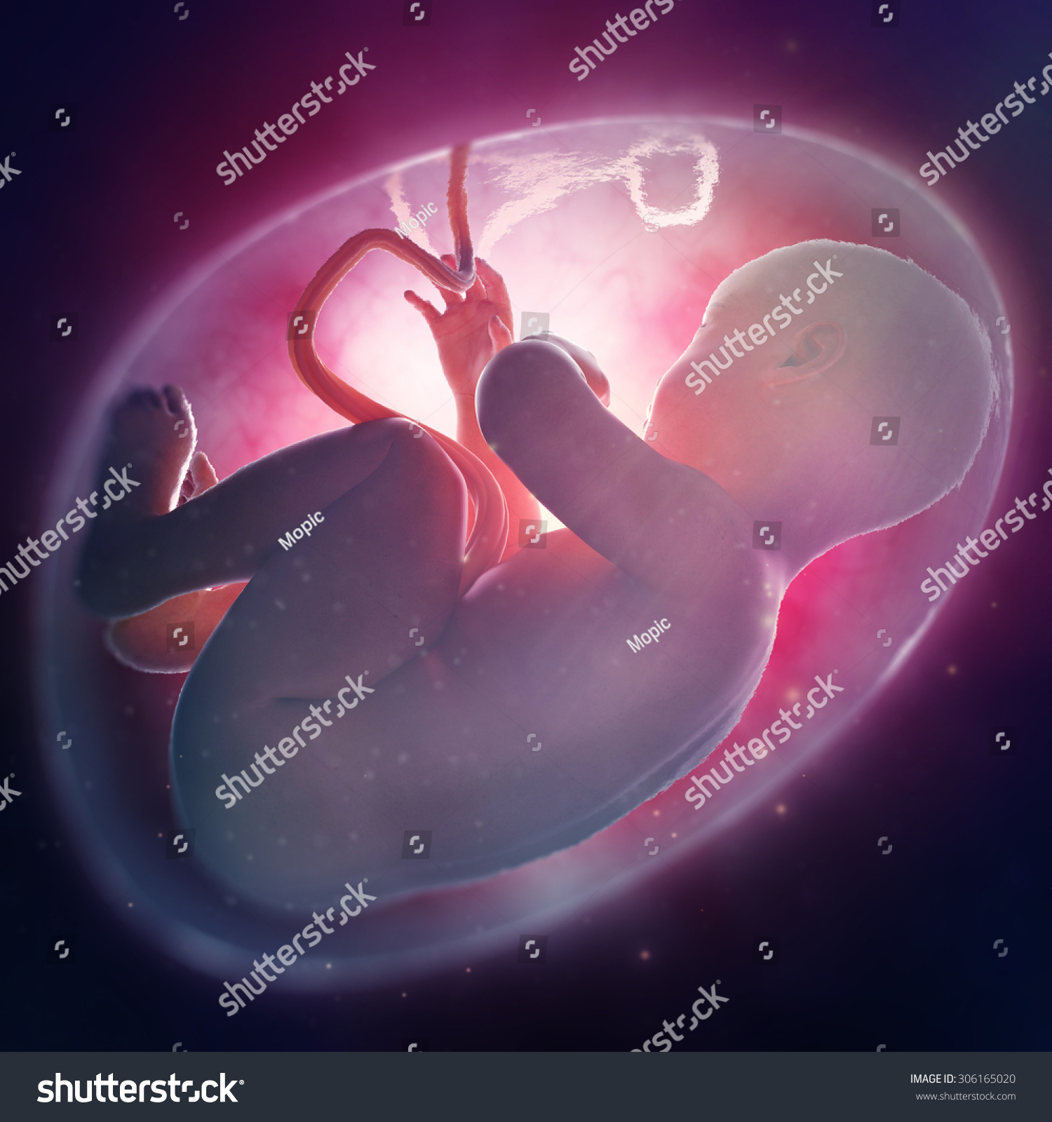 Human Fetus Inside The Womb Stock Photo 306165020 : Shutterstock