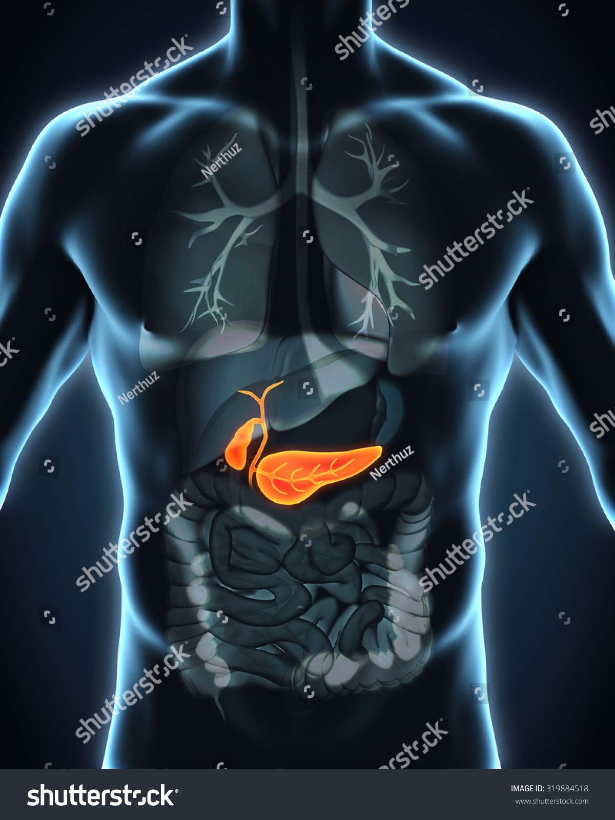 Human Gallbladder And Pancreas Anatomy Stock Photo 319884518 : Shutterstock