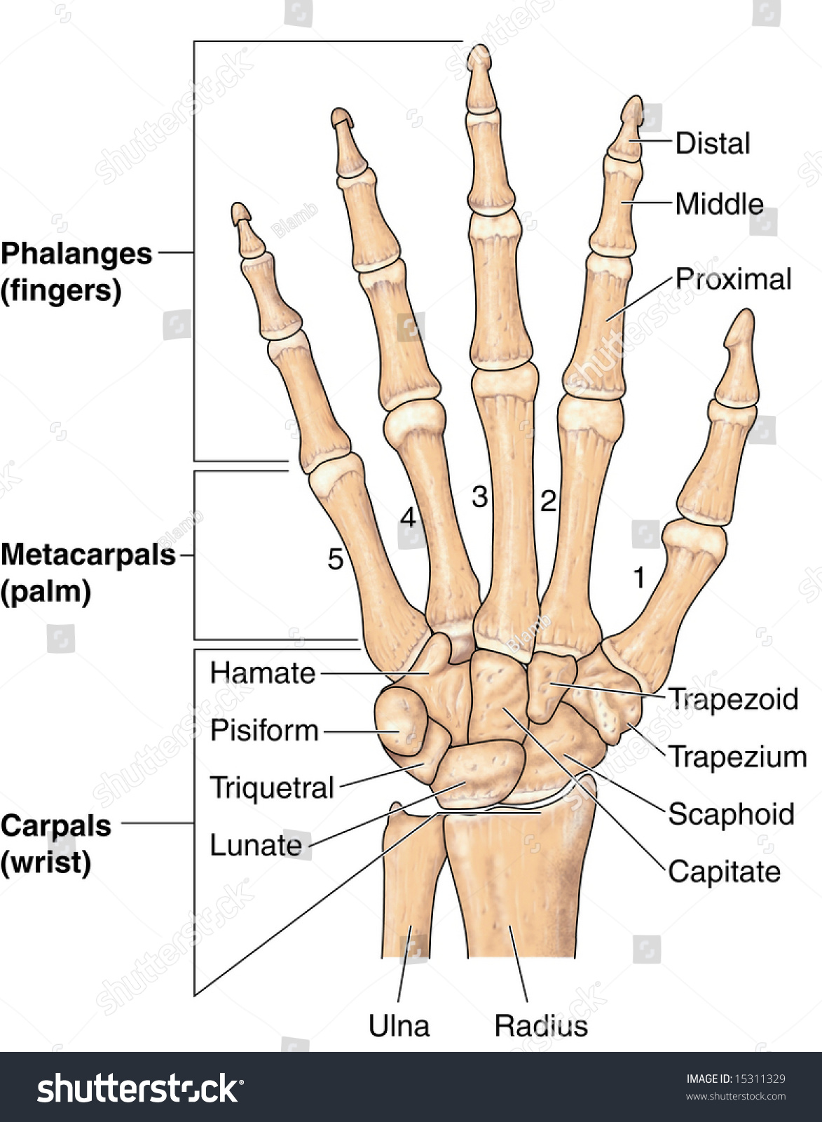 Human Hand Bones Labeled Stock Illustration 15311329 - Shutterstock