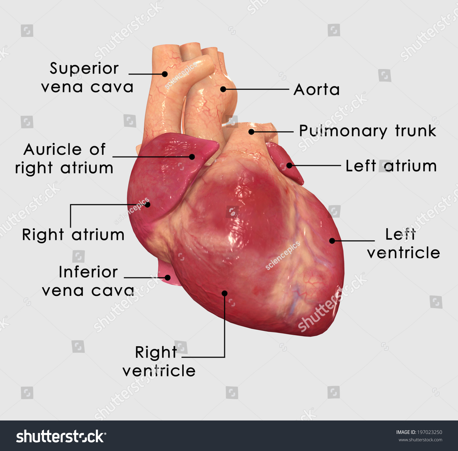 Human Heart Labelled Stock Photo 197023250 : Shutterstock