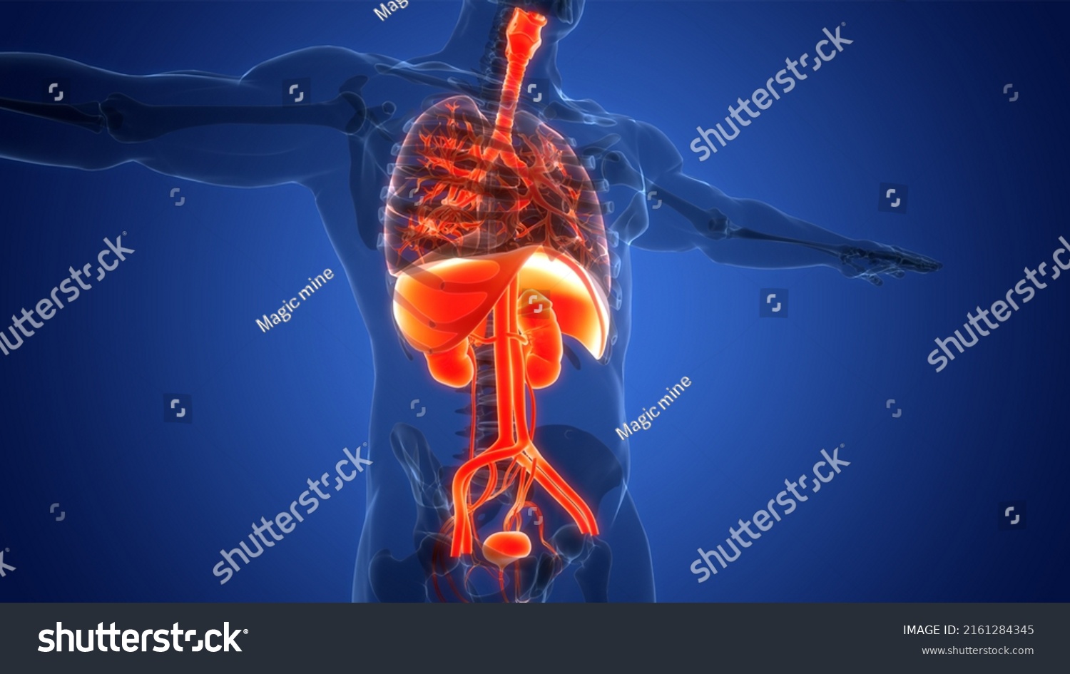 Human Internal Organs Anatomy 3d Stock Illustration 2161284345