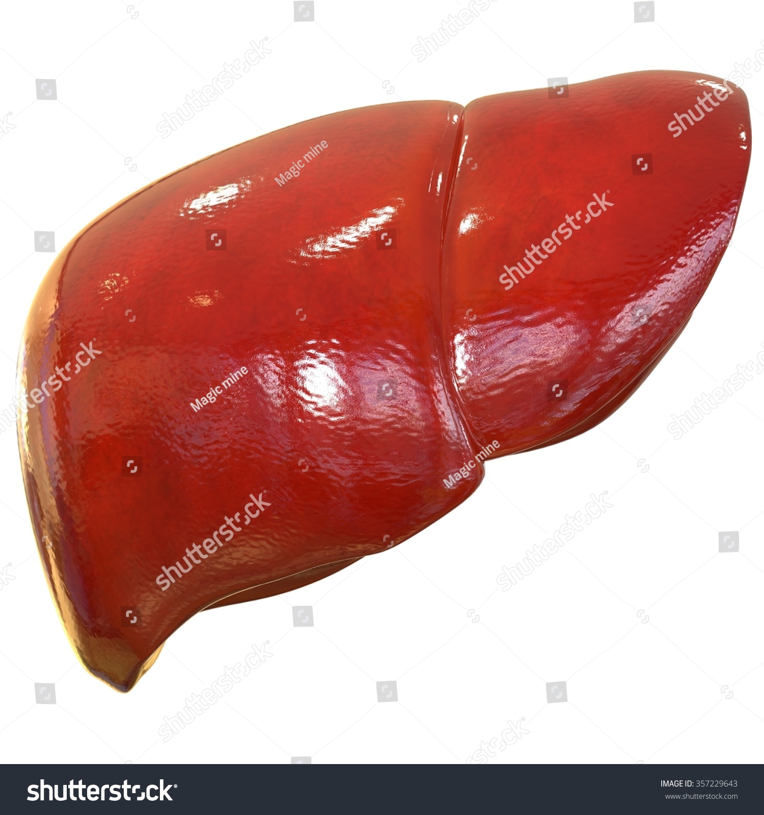 Human Liver Stock Photo 357229643 : Shutterstock