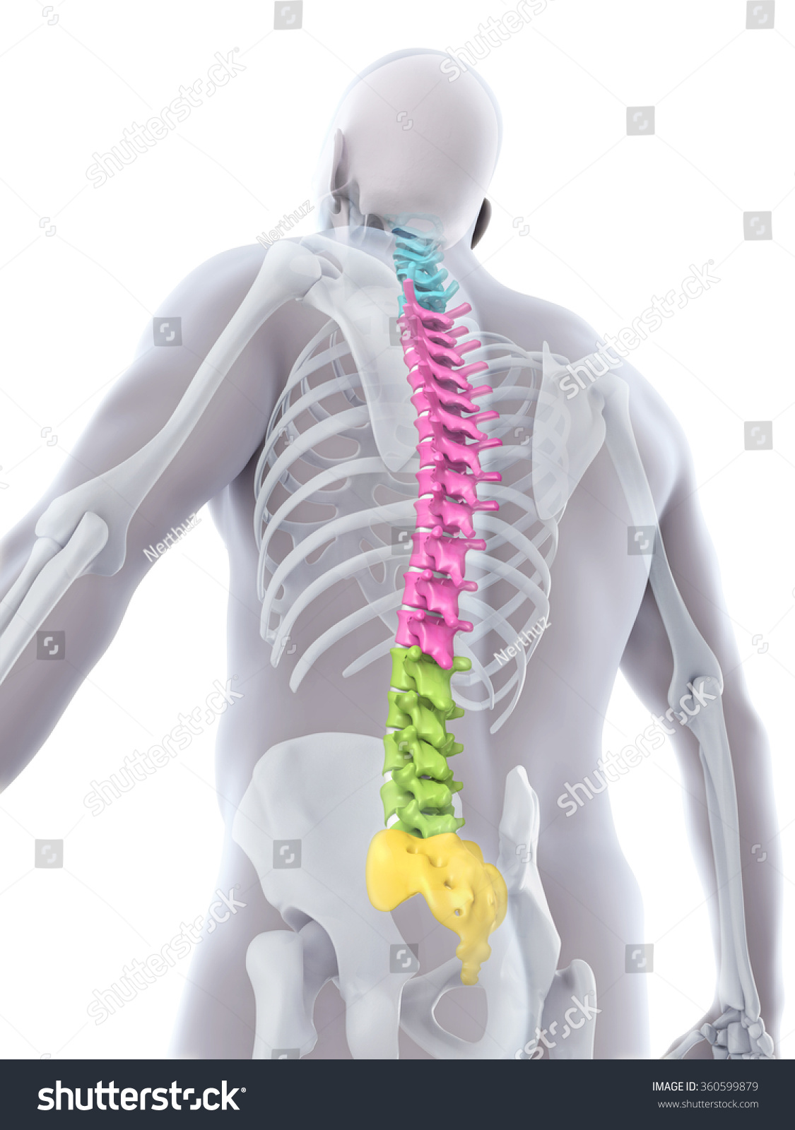 Human Male Spine Anatomy Stock Photo 360599879 : Shutterstock