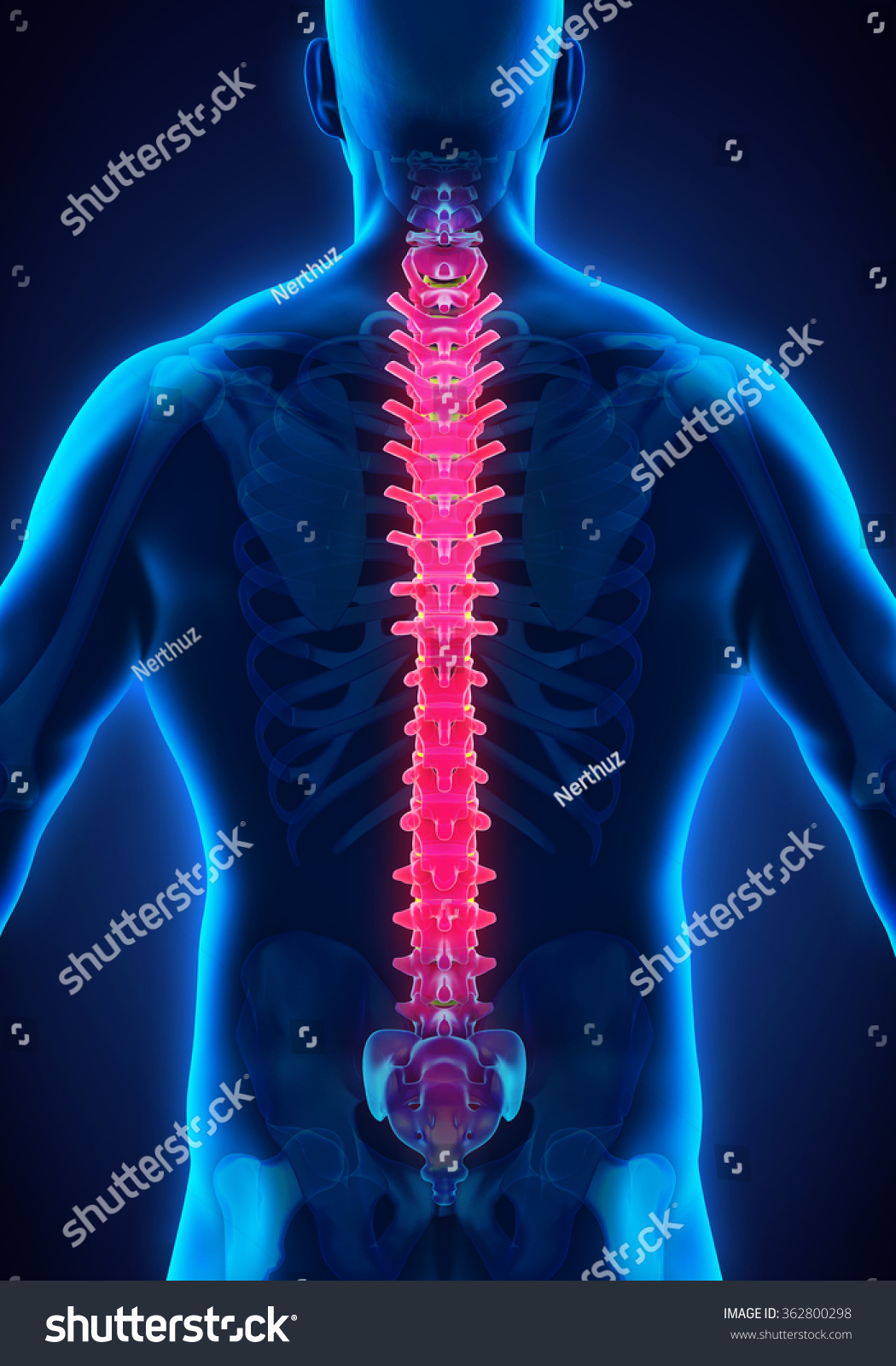 Human Male Spine Anatomy Stock Illustration 362800298