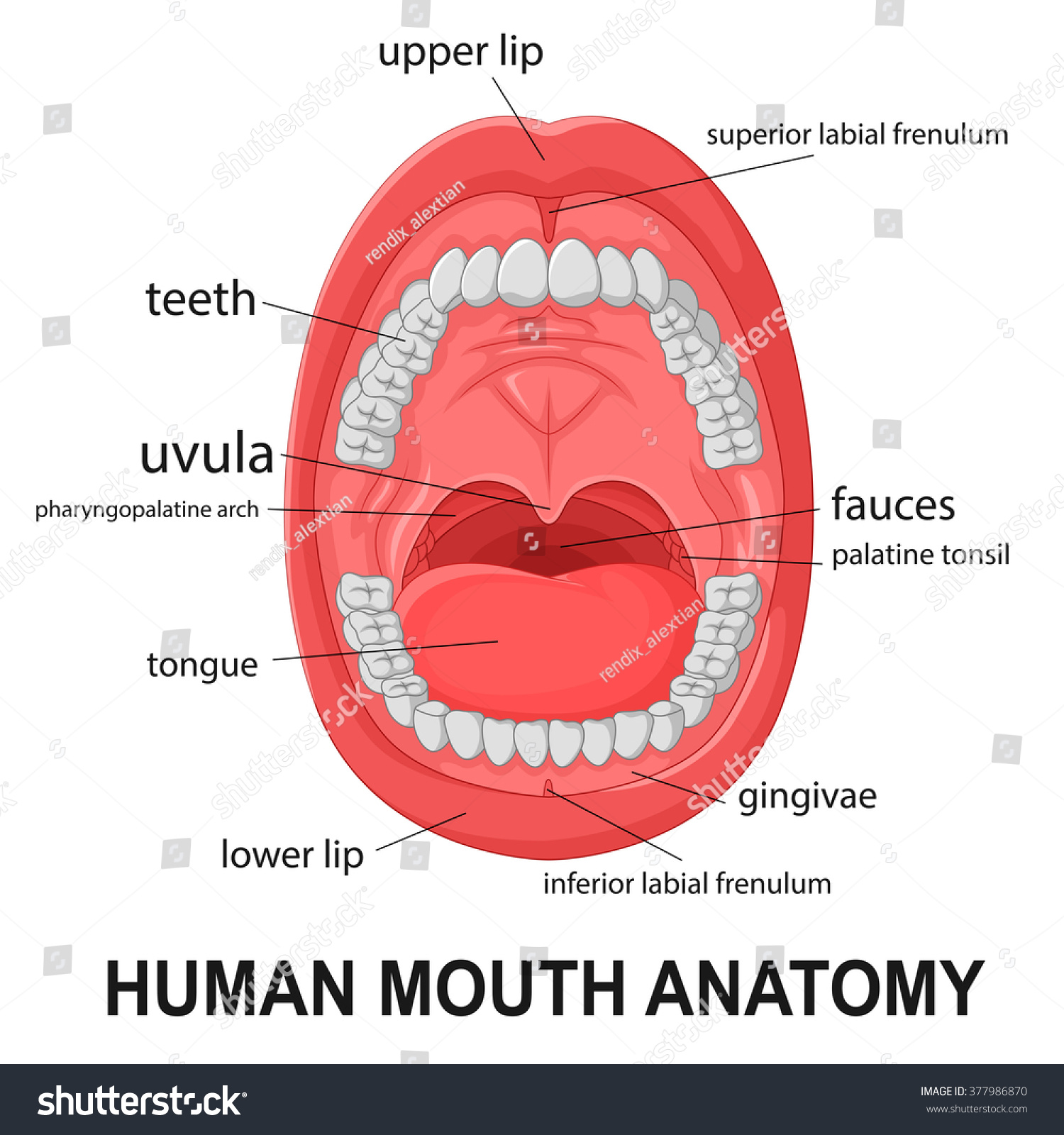 Human Mouth Anatomy Open Mouth Explaining Stock Illustration 377986870