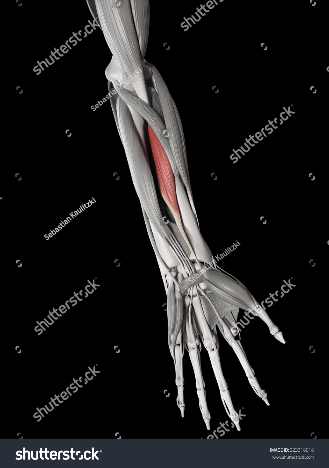 Human Muscle Anatomy Flexor Pollicis Longus стоковая иллюстрация