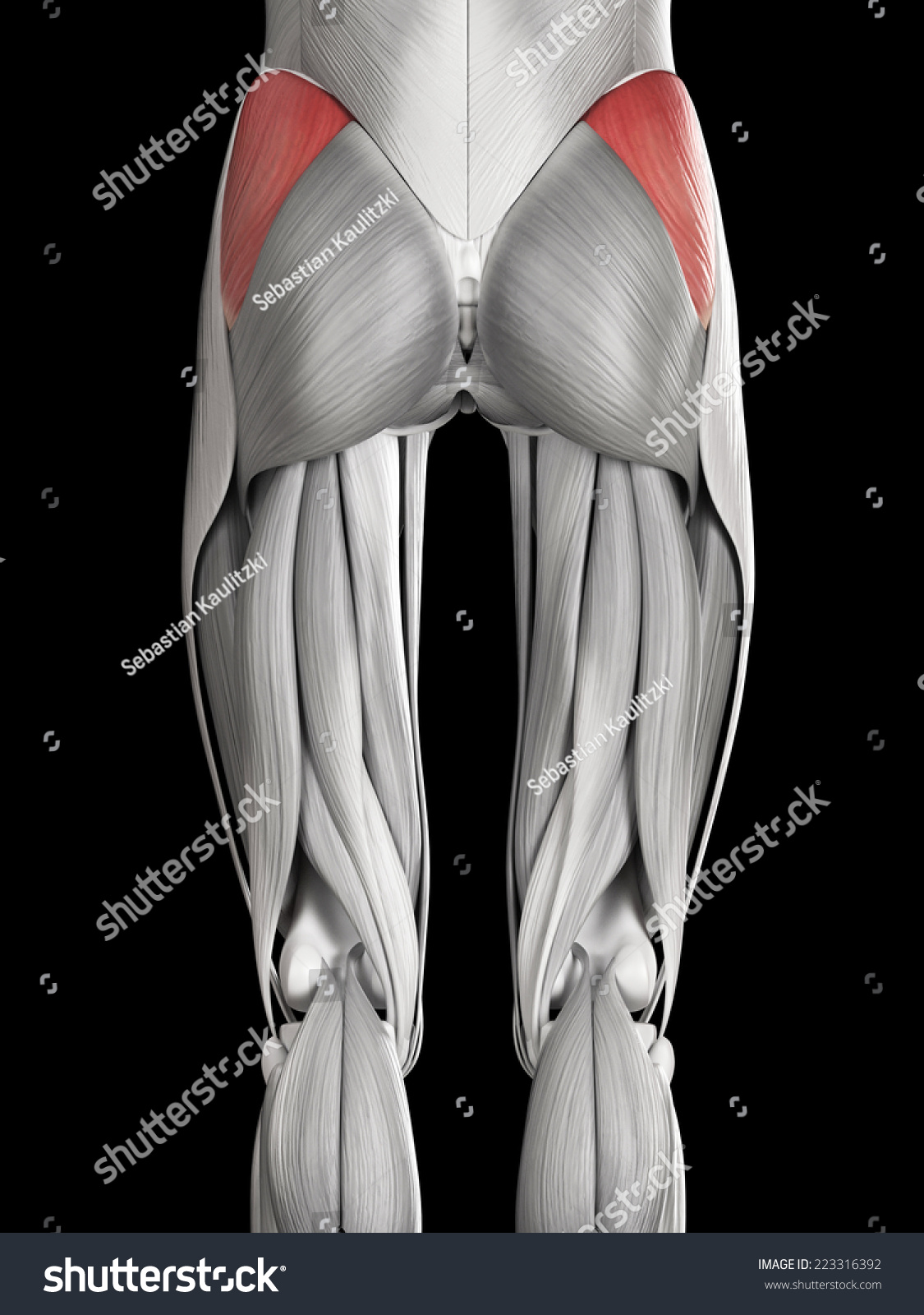 Human Muscle Anatomy Gluteus Medius Stock Illustration Shutterstock