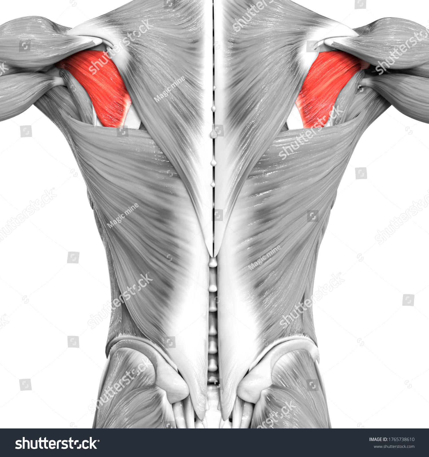 Human Muscular System Torso Muscles Infraspinatus 库存插图 1765738610