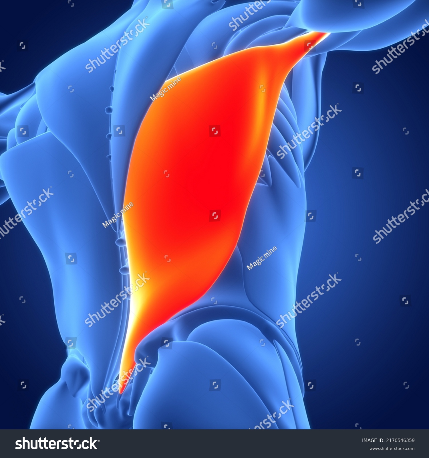 Human Muscular System Torso Muscles Latissimus Stock Illustration