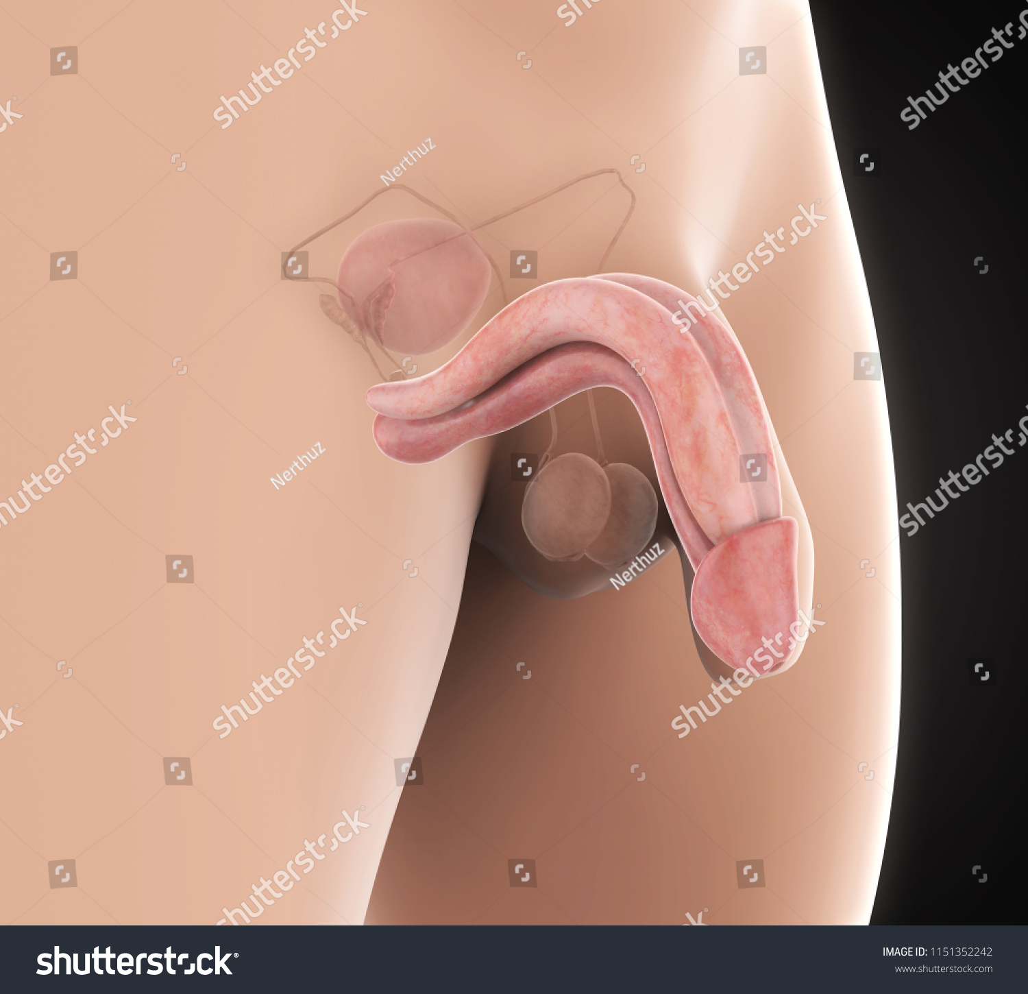 Penis And Scrotum Shutterstock