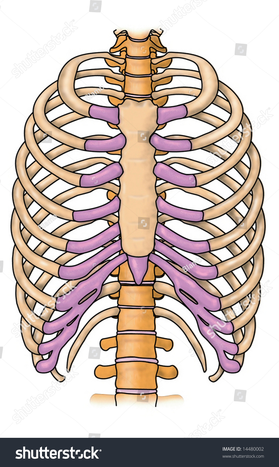 Human Ribs Stock Photo 14480002 : Shutterstock