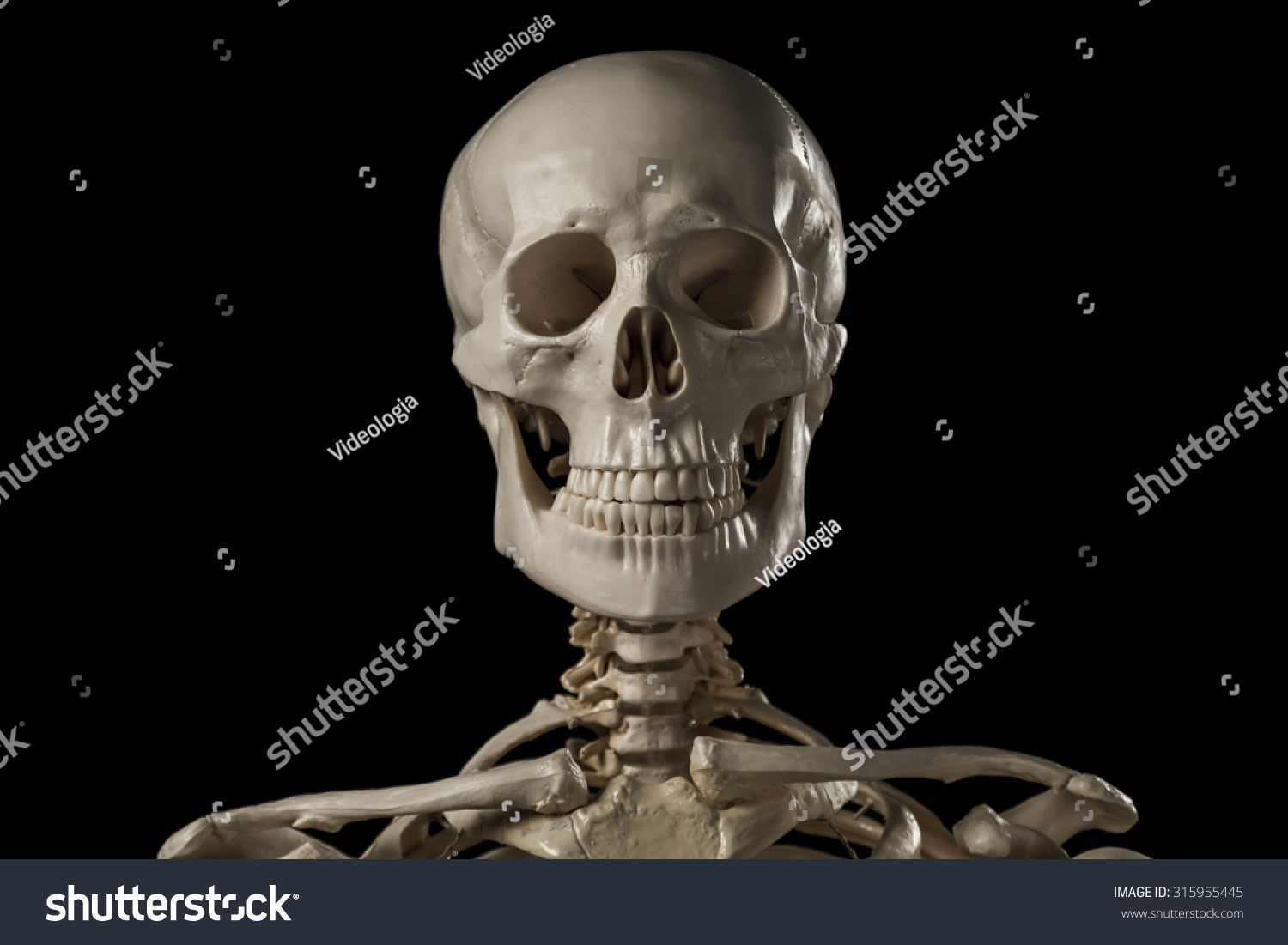 Human Skeleton Stock Photo 315955445 : Shutterstock