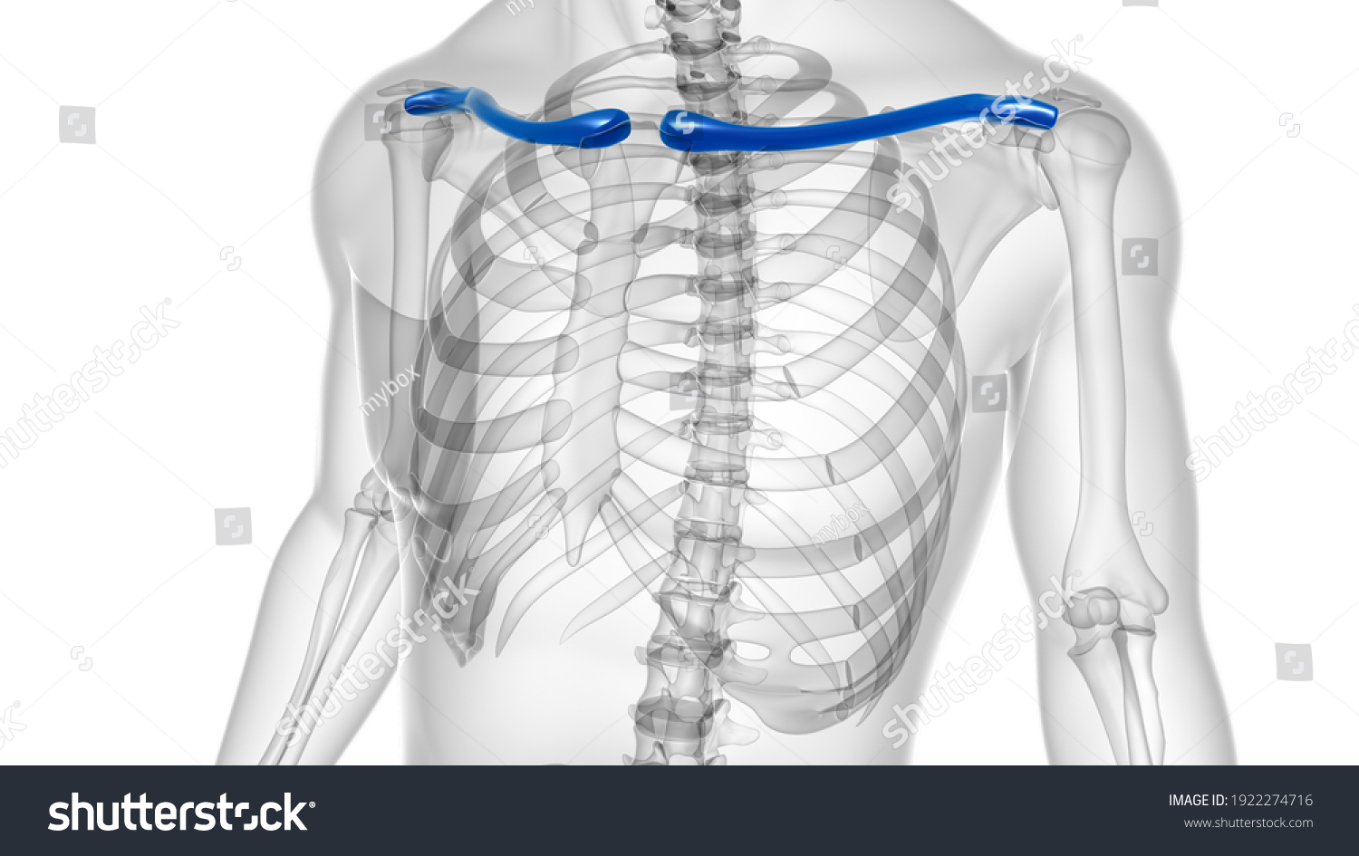 Human Skeleton Anatomy Clavicle Bones D