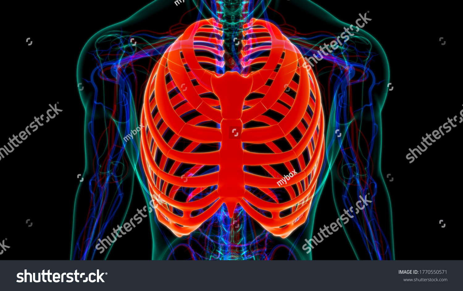 Human Skeleton Anatomy Rib Cage 3d 库存插图 1770550571 Shutterstock