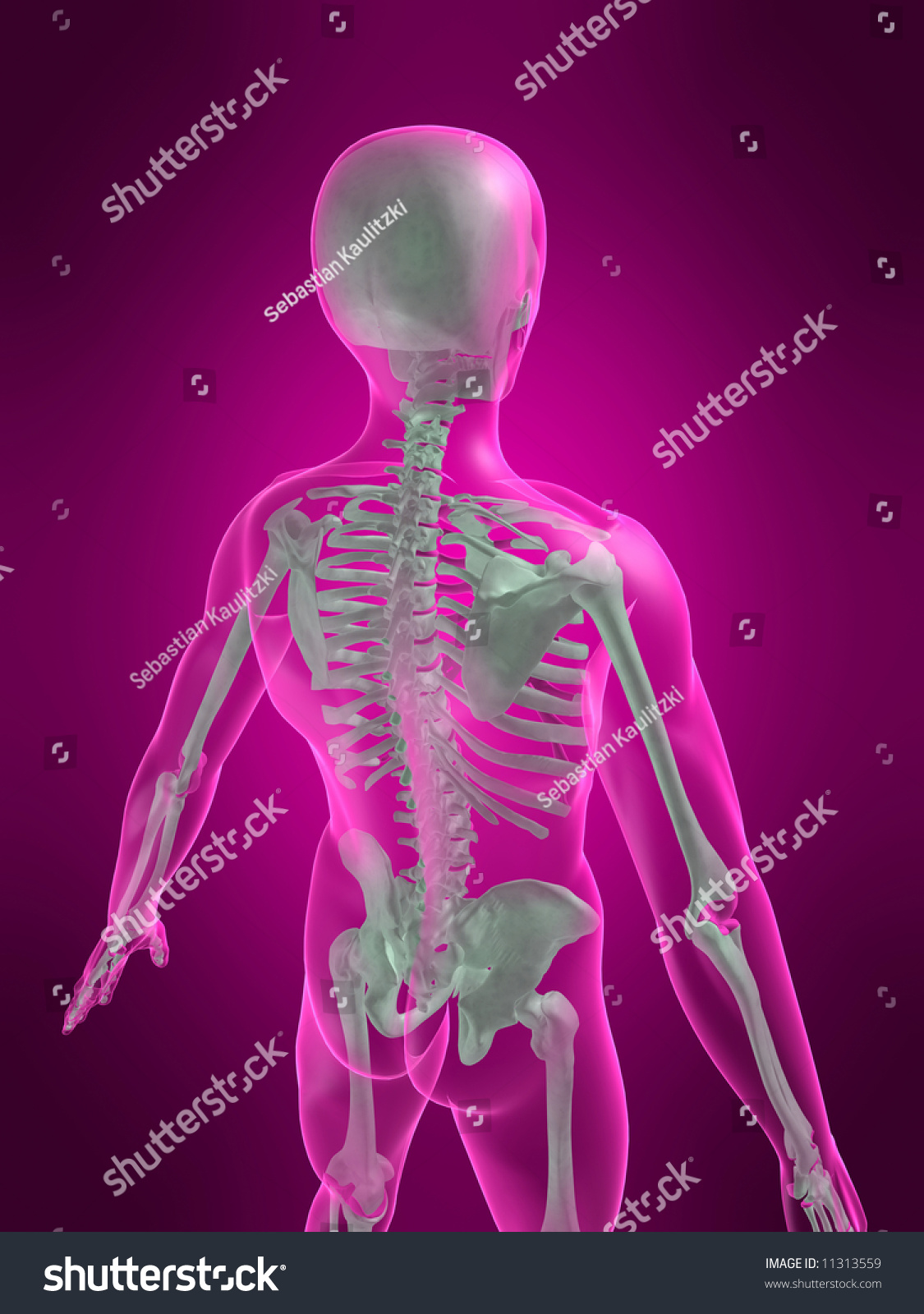 Human Skeleton Back View Stock Photo 11313559 Shutterstock