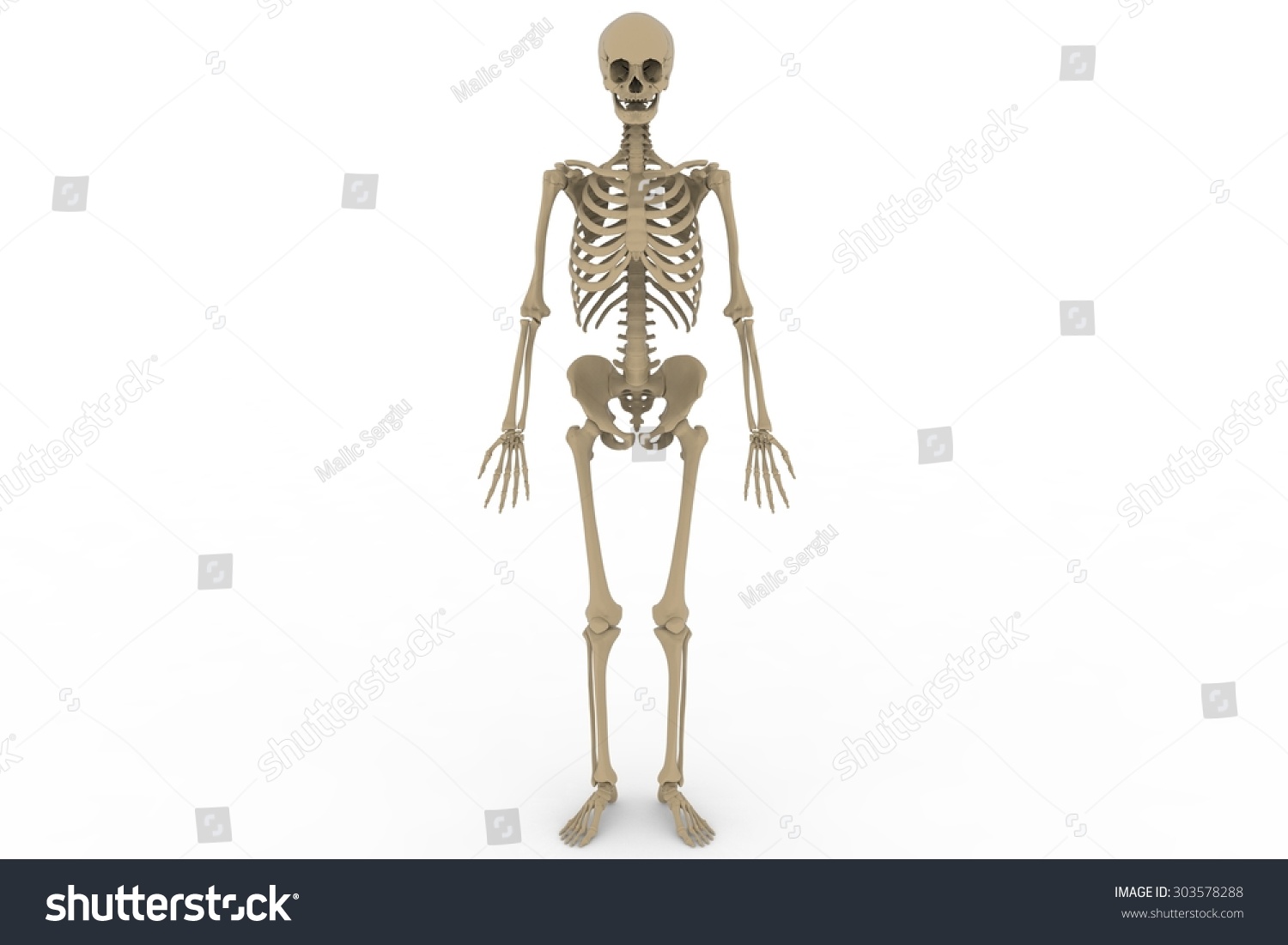 Human Skeleton Posterior Anterior View Didactic Stock Illustration