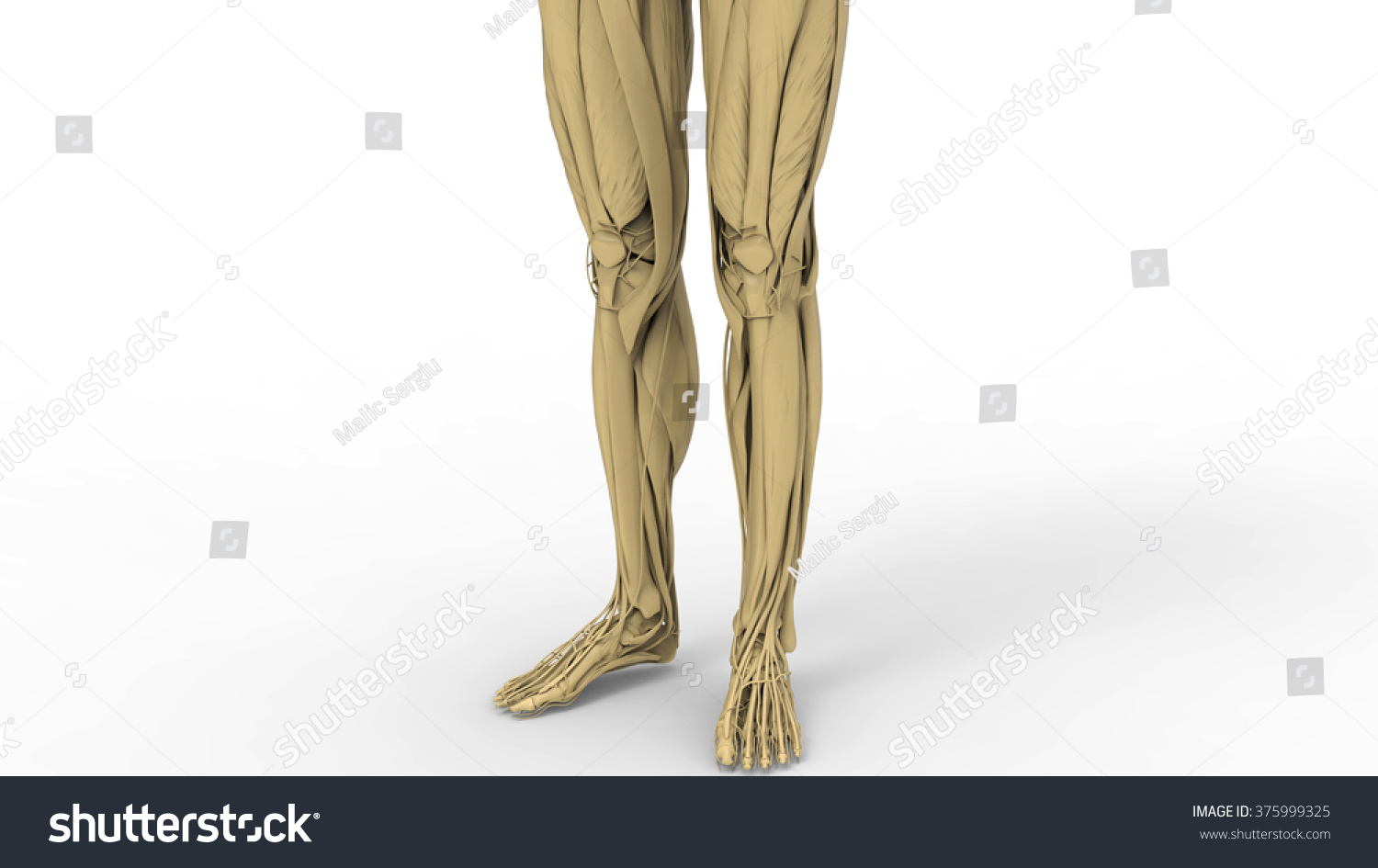 Human Skeleton Posterior Anterior View Didactic Stock Illustration