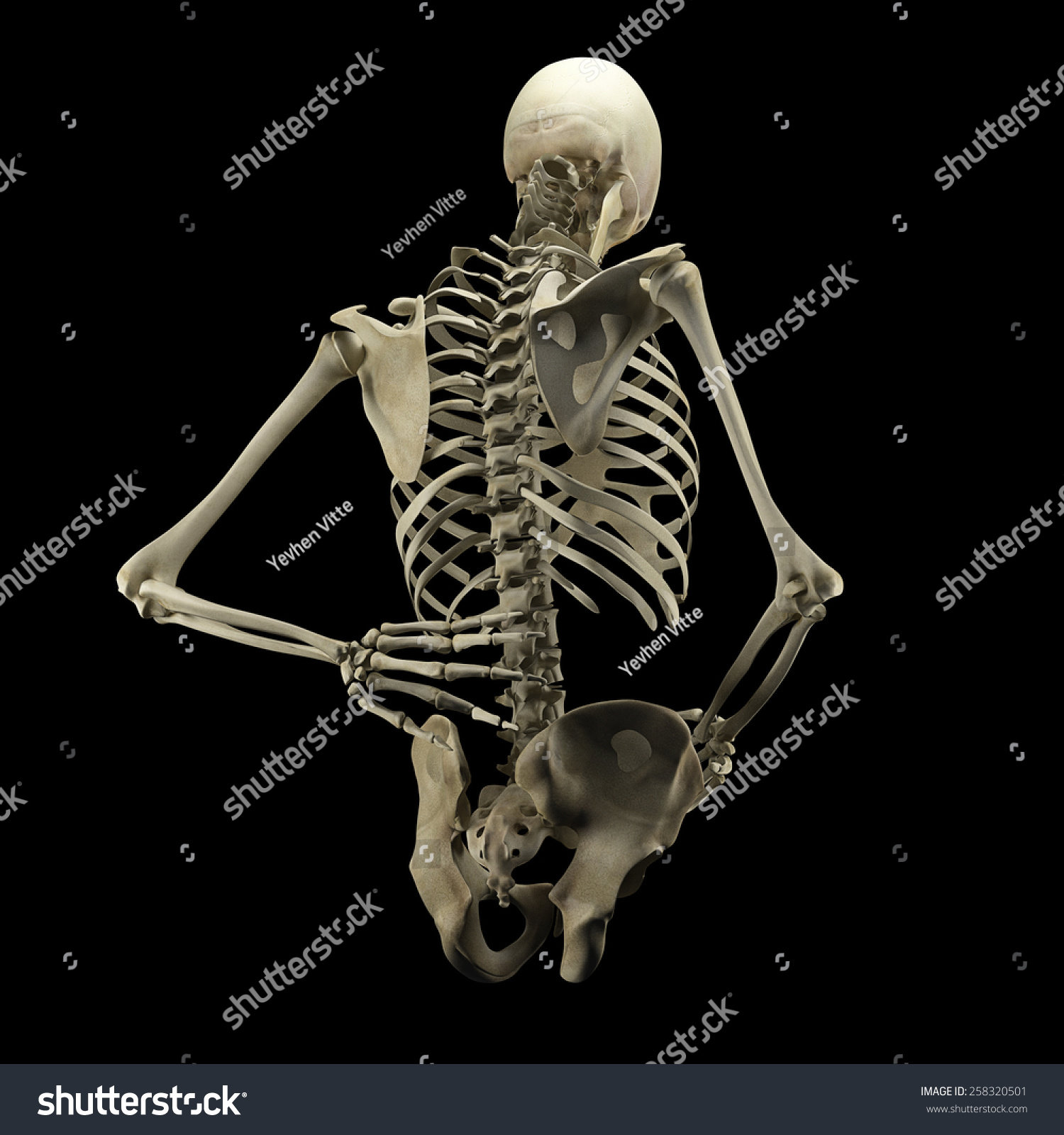 Human Skeleton Isolated On Black Background . High Resolution. Stock ...