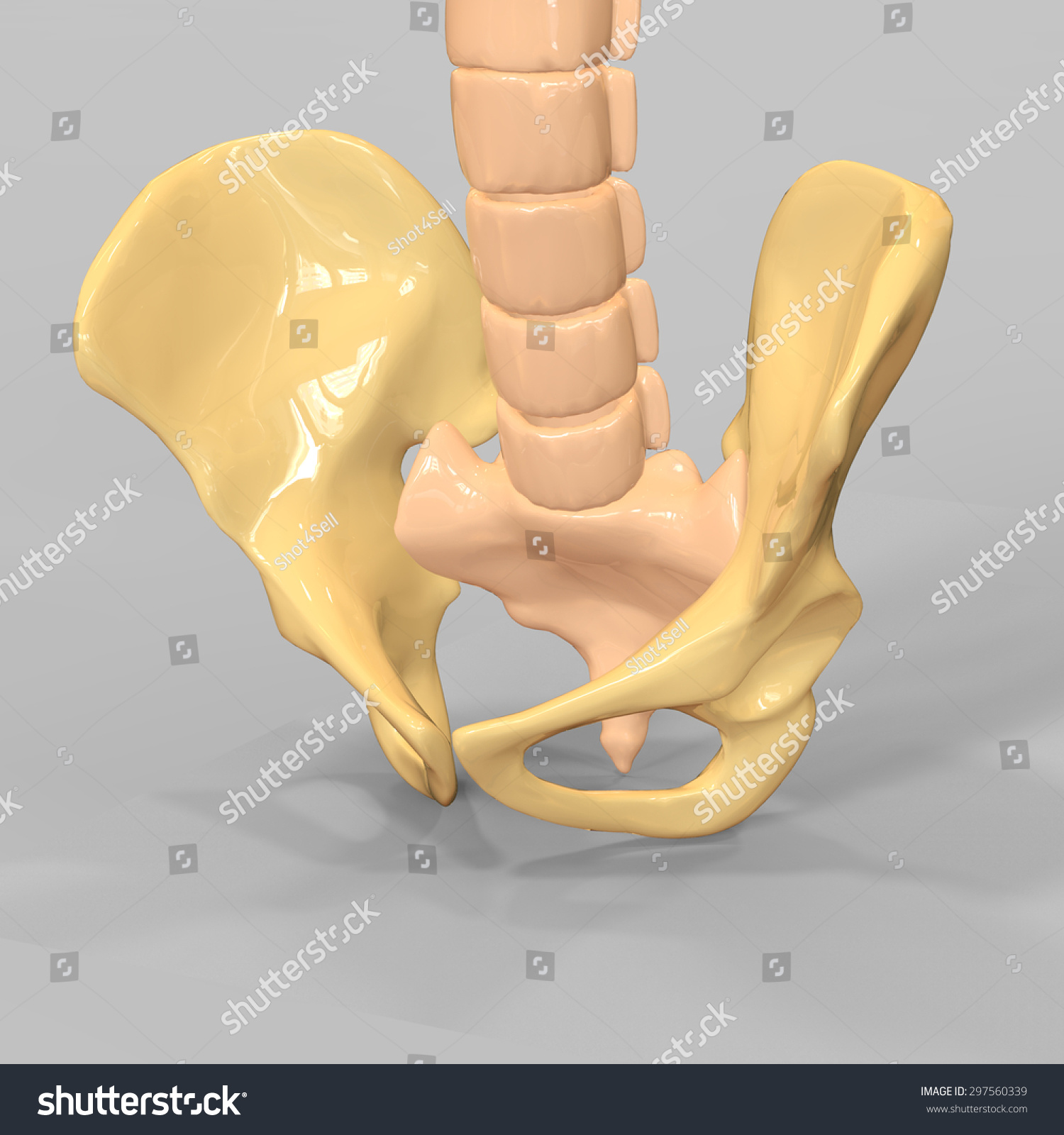 Human Skeleton Pelvic Girdle Stock Photo Shutterstock