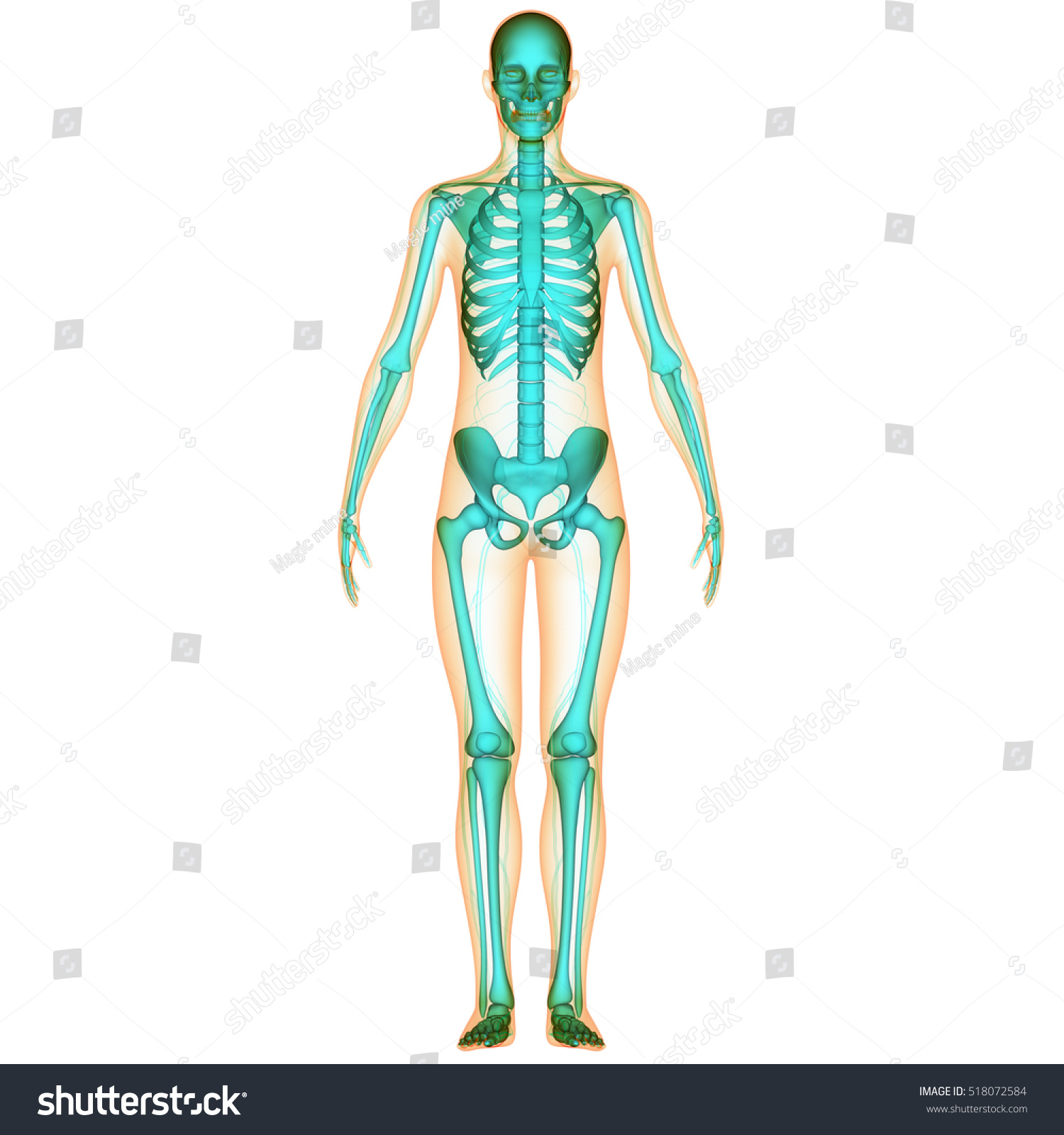 Human Skeleton System Anatomy. 3d Stock Photo 518072584 : Shutterstock