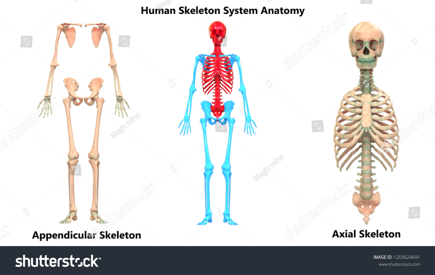 Human Skeleton System Appendicular Axial Skeleton